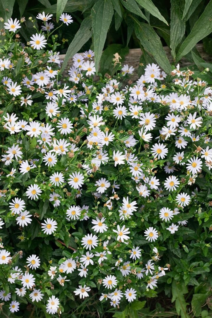 Pflanzen für Dich Staude Kalimeris incisa 'Blue Star', 1 St., Scheinaster