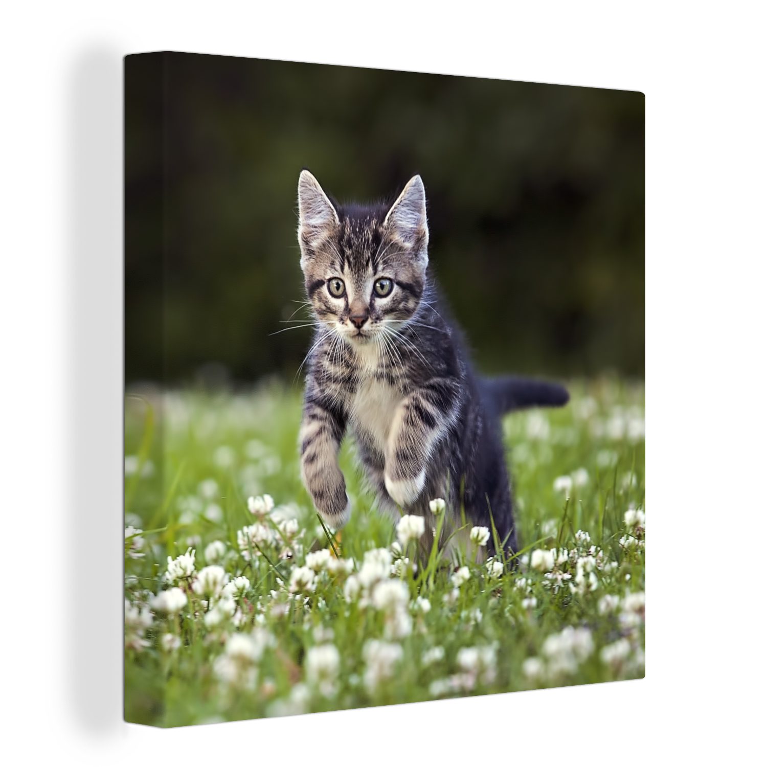 OneMillionCanvasses® Leinwandbild Ein Kätzchen in einem Kleefeld, (1 St), Leinwand Bilder für Wohnzimmer Schlafzimmer