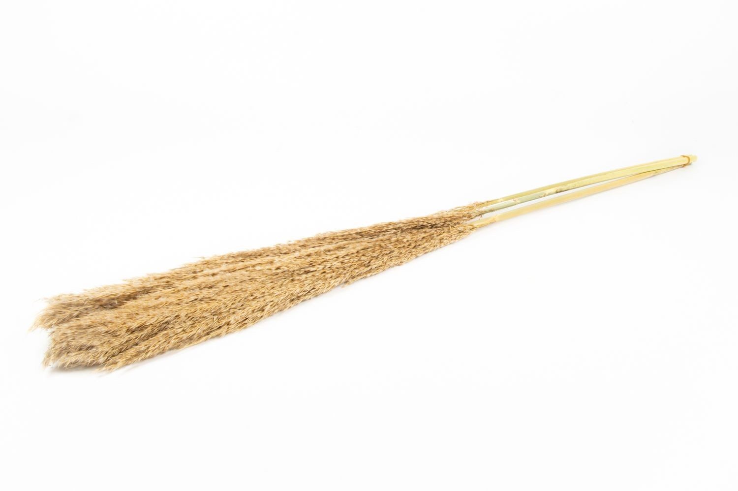 Trockenblume Schilf getrocknet DONJETA, Natur, 115-120cm, Ø15cm, INNA-Glas, Höhe 120.0 cm