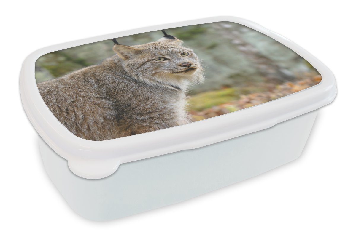 MuchoWow Lunchbox Luchs - Wald - Grau, Kunststoff, (2-tlg), Brotbox für Kinder und Erwachsene, Brotdose, für Jungs und Mädchen weiß | Lunchboxen