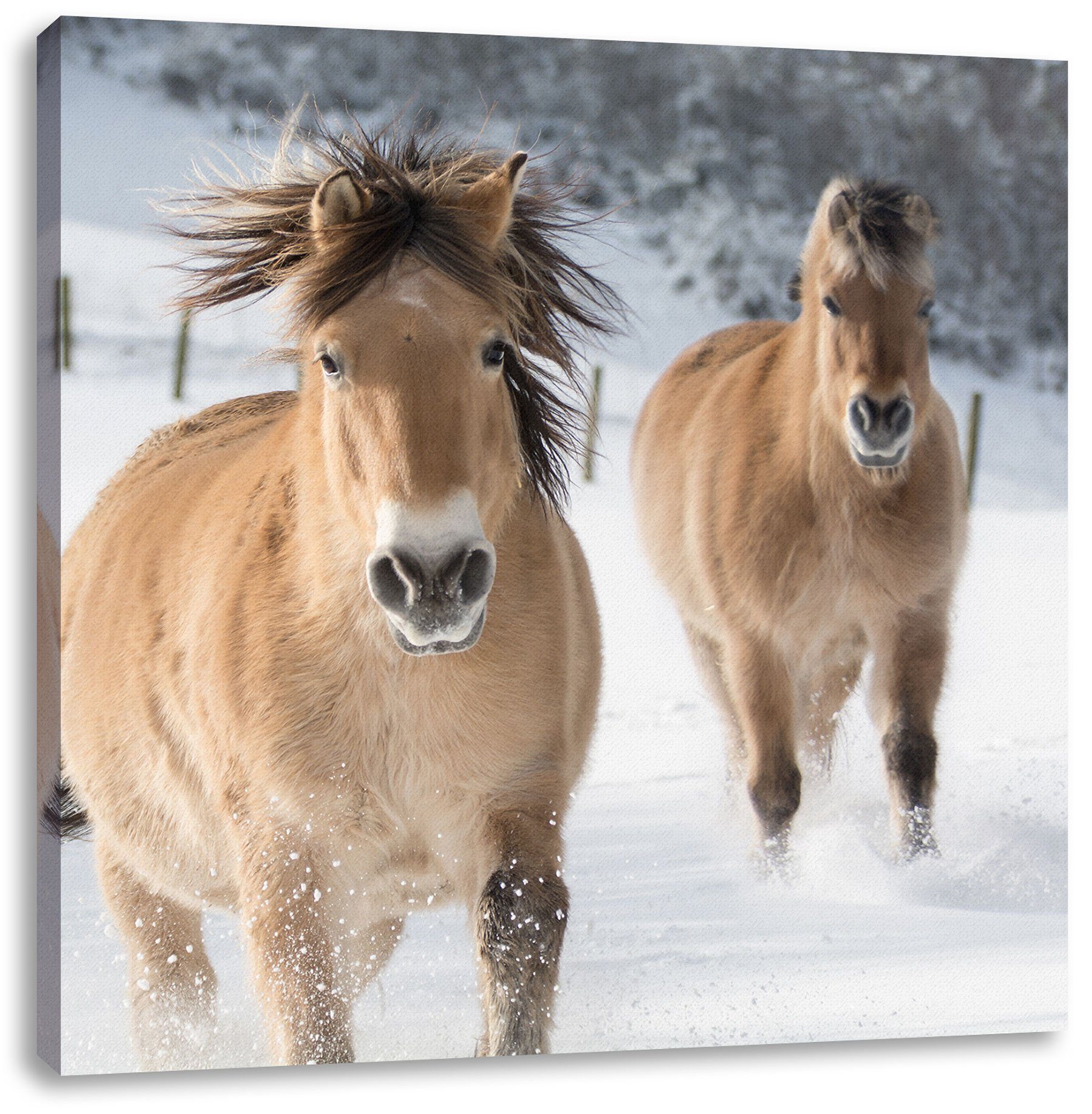 Leinwandbild Zackenaufhänger St), bespannt, inkl. Schnee, Pferd Pixxprint (1 im im Schnee Pferd Leinwandbild fertig