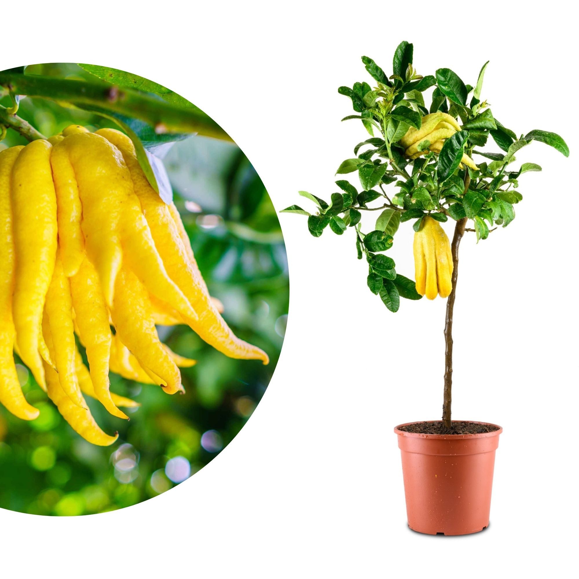 Meine Orangerie Zitronenbaum Buddhas Hand - Citrus medica ‘Digitata’, echte Buddhas Hand Zitrone, professionell veredelter und fruchtreifer Zitrusbaum