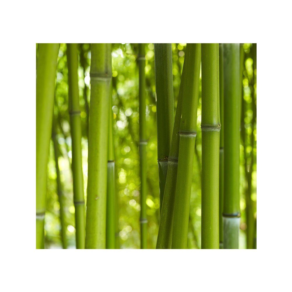 71, liwwing no. bambus natur dschungel baum Fototapete wald Fototapete tropisch liwwing urlwald Bambus