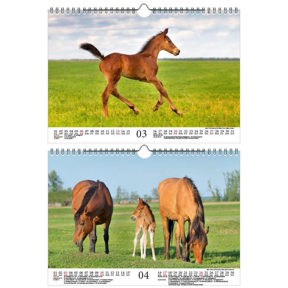 Familienplaner Pferdezauber DIN A3 Kalender für 2022 Pferde und Fohlen Seele 