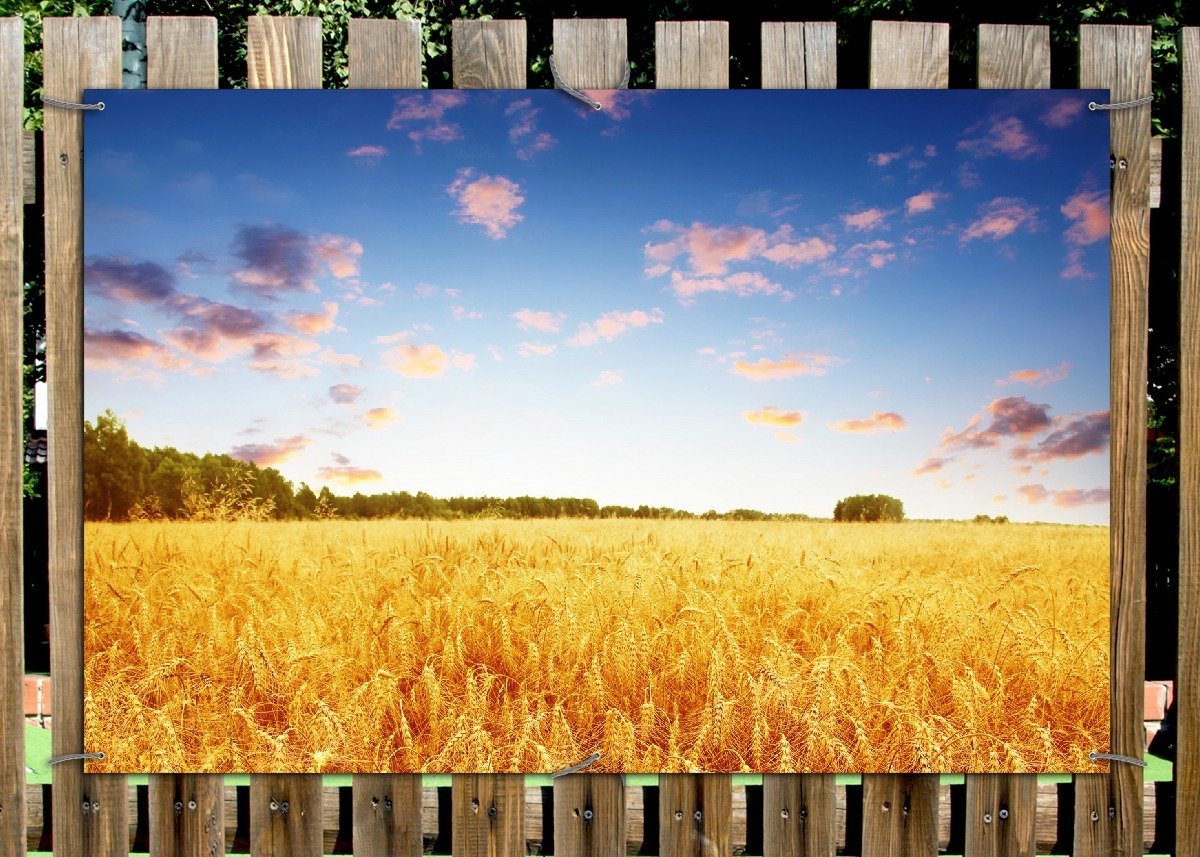 Thumbnail - Wallario Sichtschutzzaunmatten Weizenfeld unter blauem Himmel