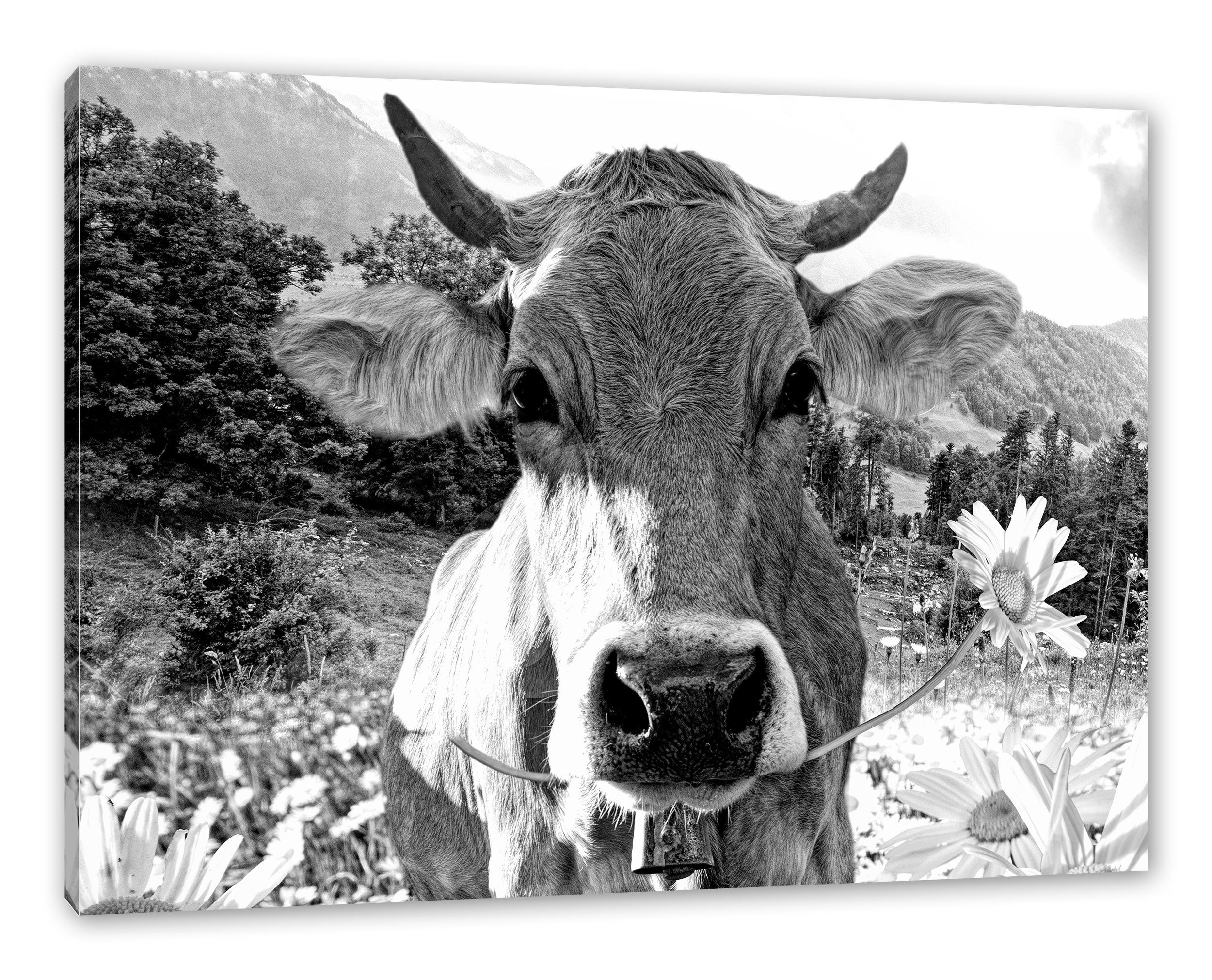 Pixxprint Leinwandbild Nahaufnahme Kuh mit Margerite, günstig online kaufen