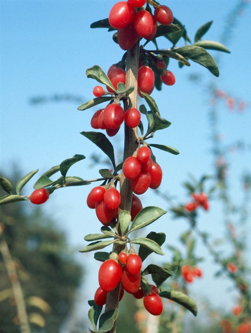Pflanzen für Dich Obstpflanze Lycium barbarum Big Lifeberry, 1 St., Gemeiner Bocksdorn, Goji-Beere, Wolfsbeere, rote Beeren, vitaminreich