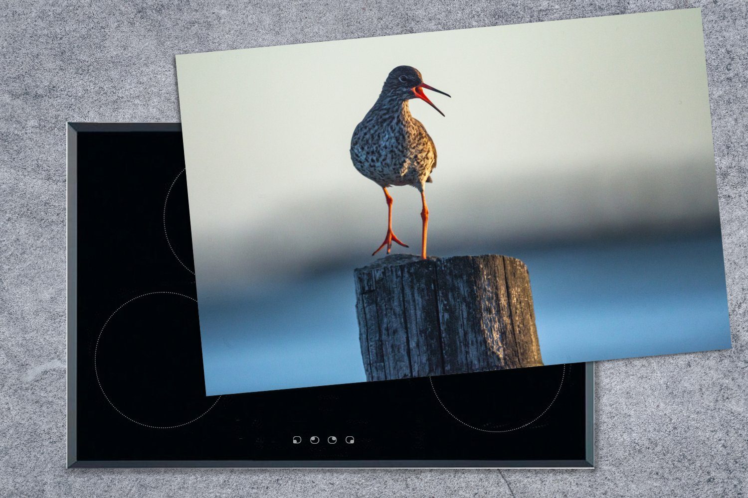 MuchoWow Rotschenkel Hintergrund, Meer für im Herdblende-/Abdeckplatte mit Ceranfeldabdeckung (1 küche, cm, Induktionskochfeld Schutz 81x52 Vinyl, die tlg), dem Ein