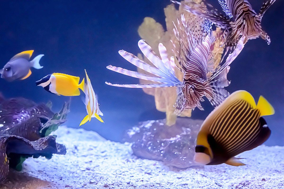 Fototapete Fische