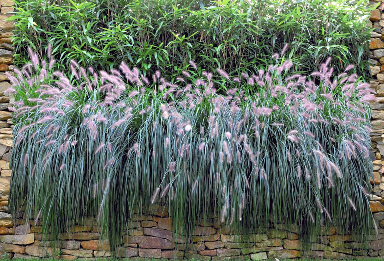 zaunzu Sichtschutzstreifen Graswand - Bedruckter Sichtschutz 2,5m x 1,8m, (1 Rolle, Motivdruck Sichtschutzstreifen), Fotodruck für Doppelstabgitter