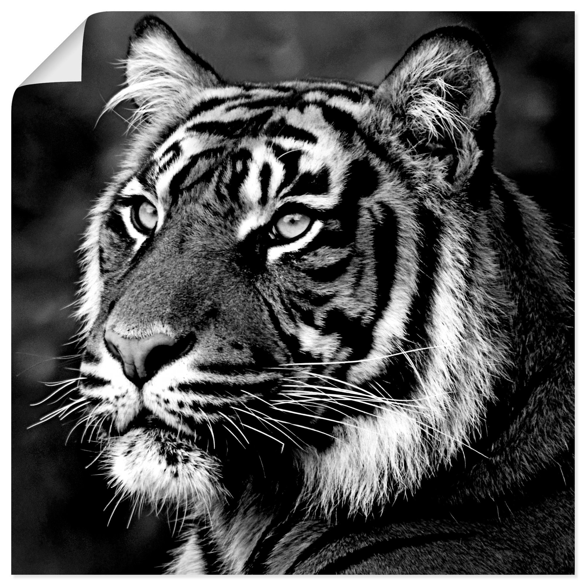 (1 Wildtiere Wandaufkleber Größen Leinwandbild, als oder in Poster Tiger, versch. Wandbild Artland St),