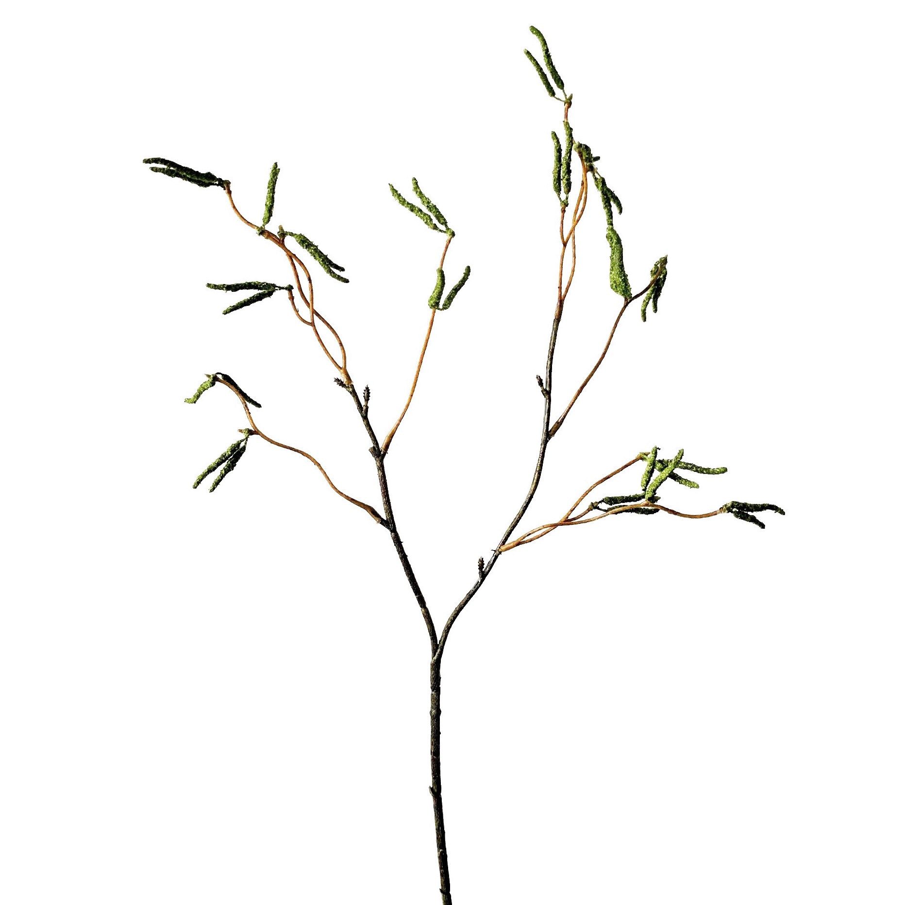 Kunstzweig Künstlicher Birkenzweig 53cm. Birken-Zweig mit Birken-Kätzchen. Grün, Gasper, Höhe 53.00 cm