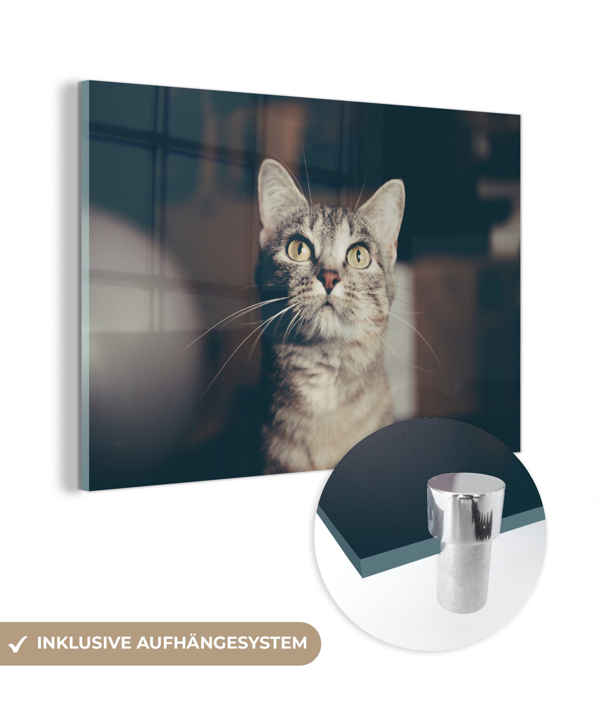 MuchoWow Acrylglasbild Katze - Tiere - Porträt, (1 St), Acrylglasbilder Wohnzimmer & Schlafzimmer