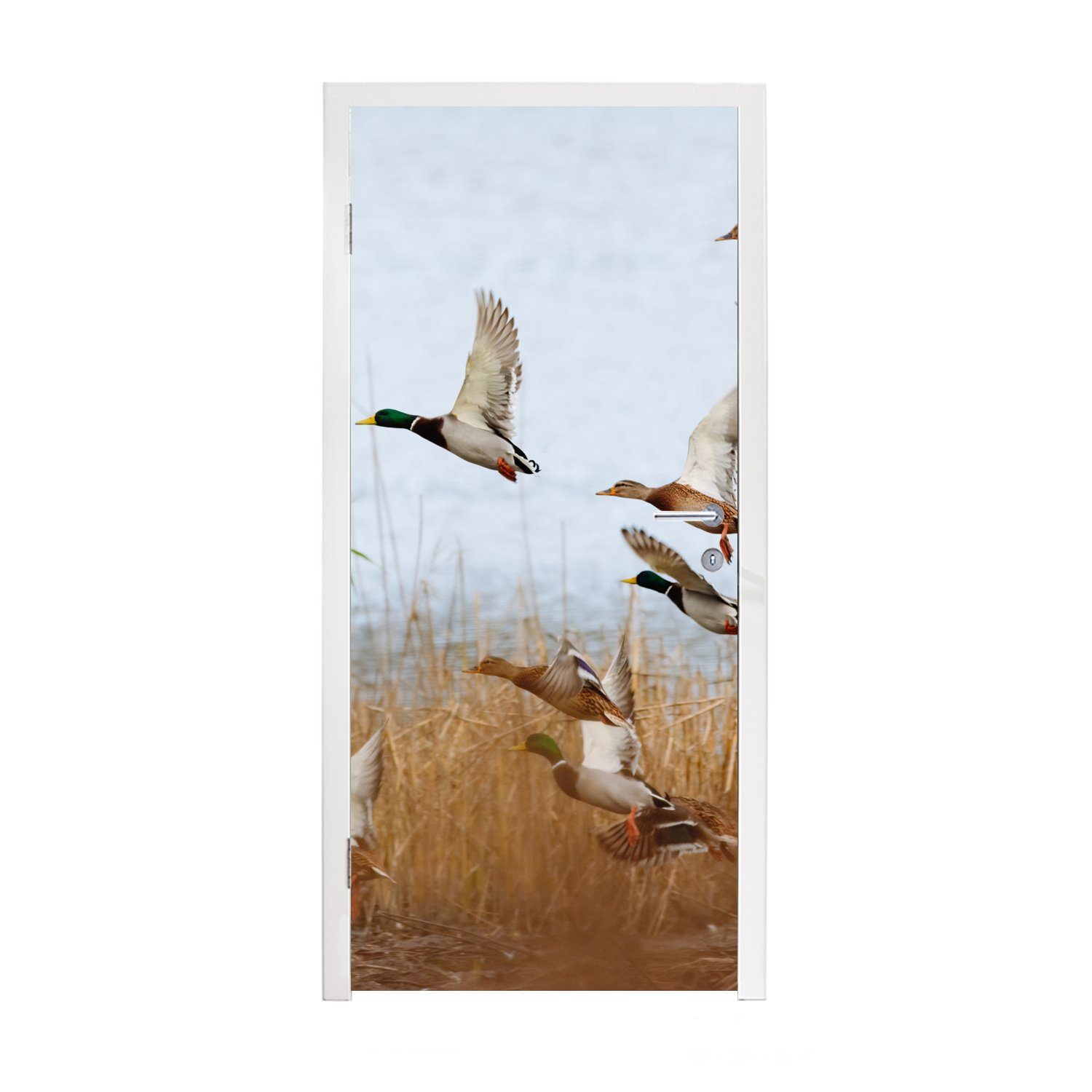 MuchoWow St), Wasser Enten, cm - Fototapete Ente - Vogel bedruckt, für Tür, - Matt, Türaufkleber, Türtapete (1 Schilf - 75x205