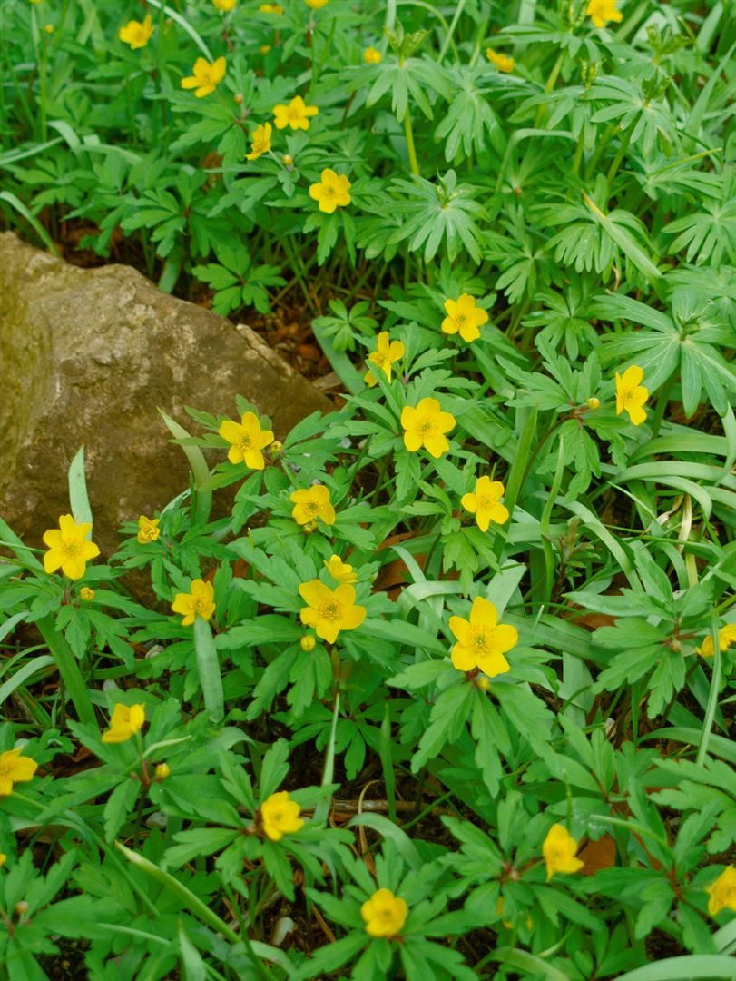 Pflanzen für Dich Staude Anemone ranunculoides, 1 St., Gelbes Windröschen, Gelbe Anemone, Gelbe Buschwindröschen
