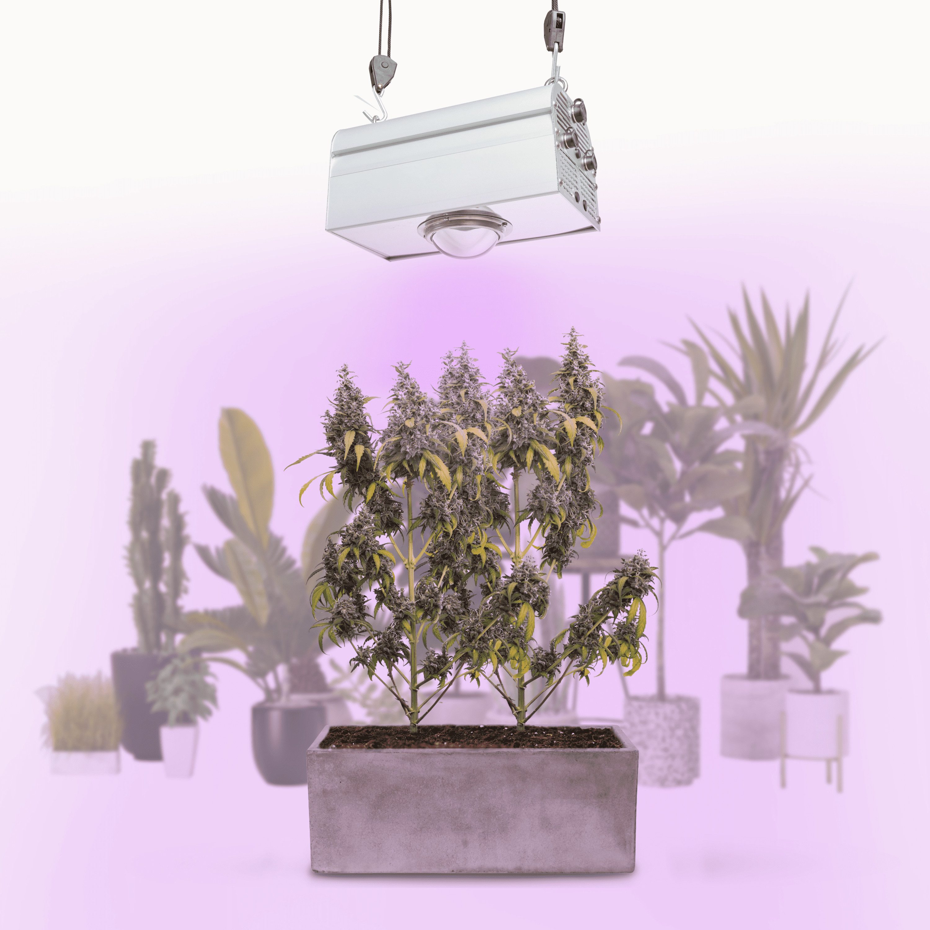 PARUS Pflanzenlampe CANNA, Leuchtmittel für Pflanzen, Grow White Spektrum, Parus by Venso CANNA BULB 150, LED Pflanzenlampe, 150 Watt Pflanzenlic