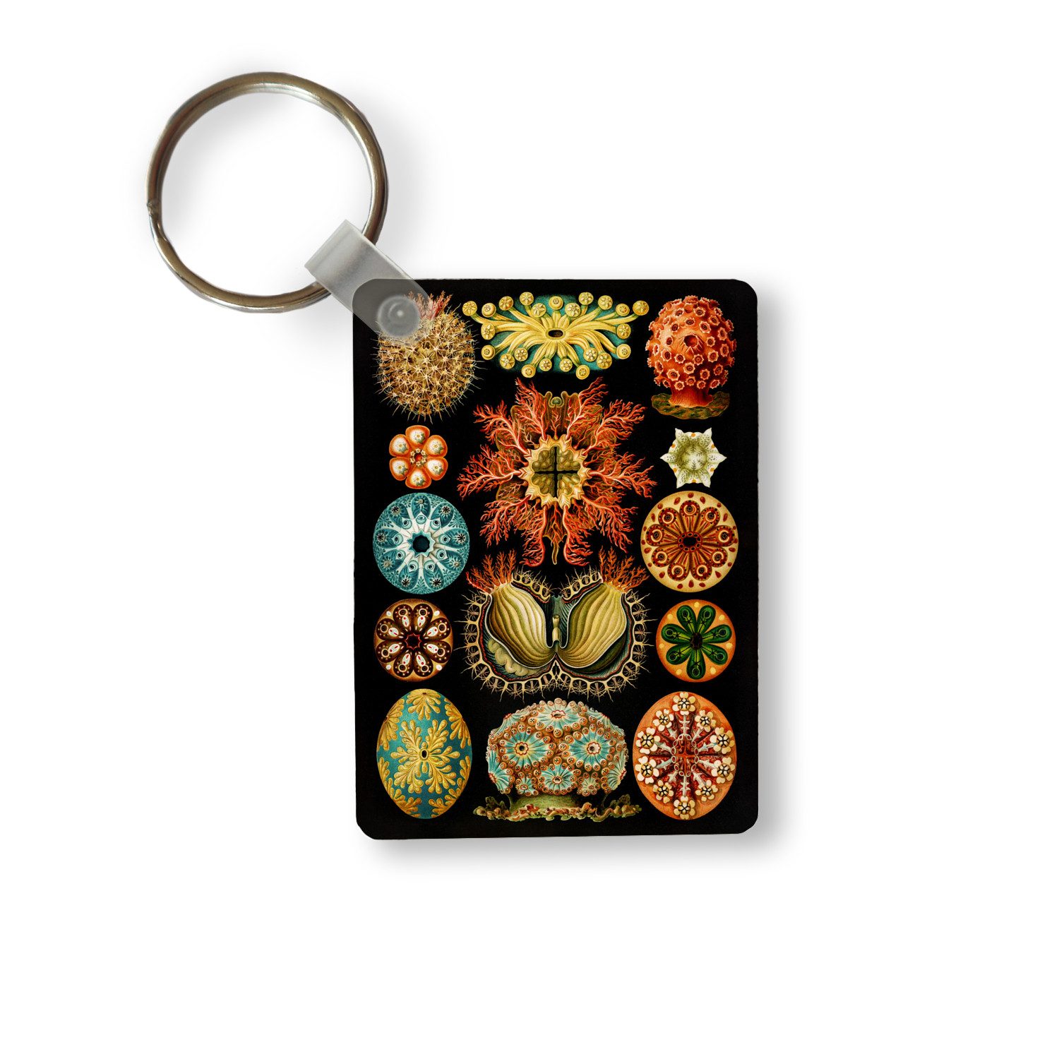 Schlüsselanhänger Vintage - Ernst Haeckel - Meerestier - Natur - Meer - Kunst