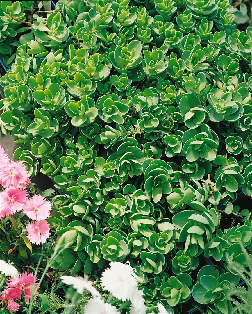 Pflanzen für Dich Staude Sedum sieboldii, 1 St., Oktoberle, Siebolds Fetthenne