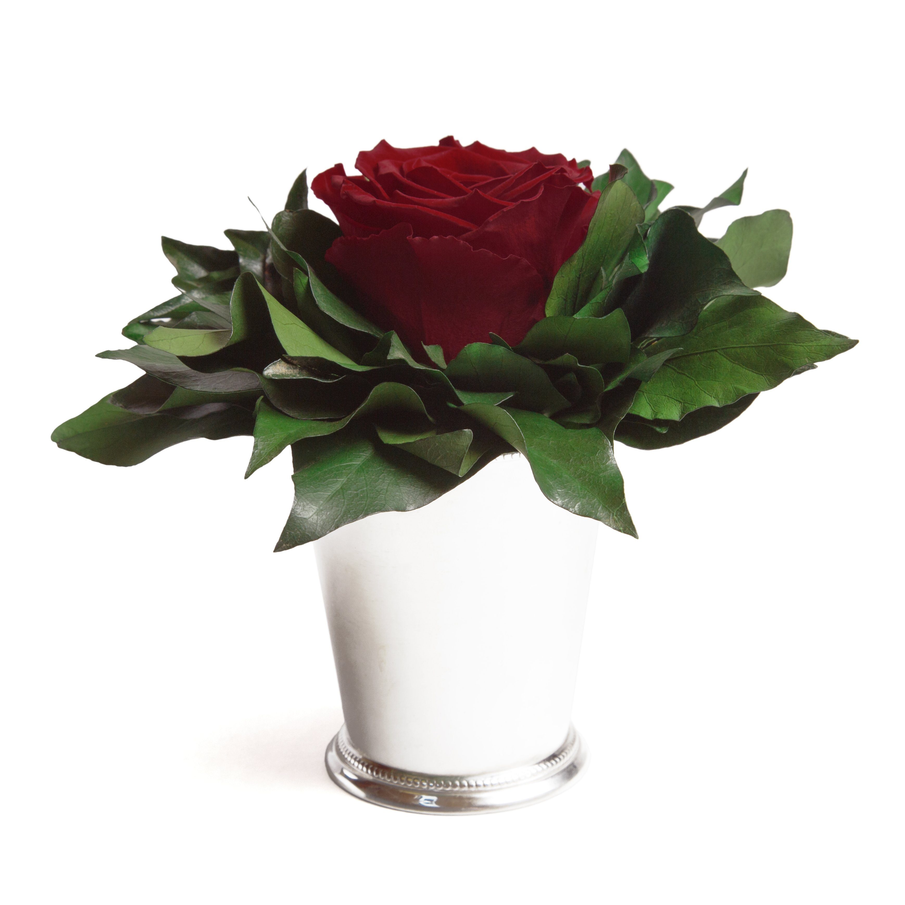 Künstliche Zimmerpflanze 1 Infinity Blume Becher silberfarben Geschenkidee für Frauen Rose, ROSEMARIE SCHULZ Heidelberg, Höhe 12 cm, Echte Rose lange haltbar