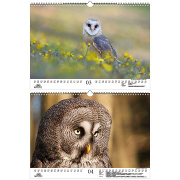 Seelenzauber Tierkalender Eulenzauber Eulen und Uhus DIN A3 Kalender für