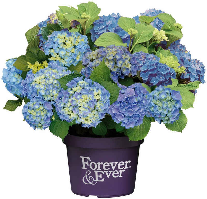 BCM Gehölze »Hortensie 'Forever and Ever Blue'« Spar-Set, Höhe: 30-40 cm, 2 Pflanze