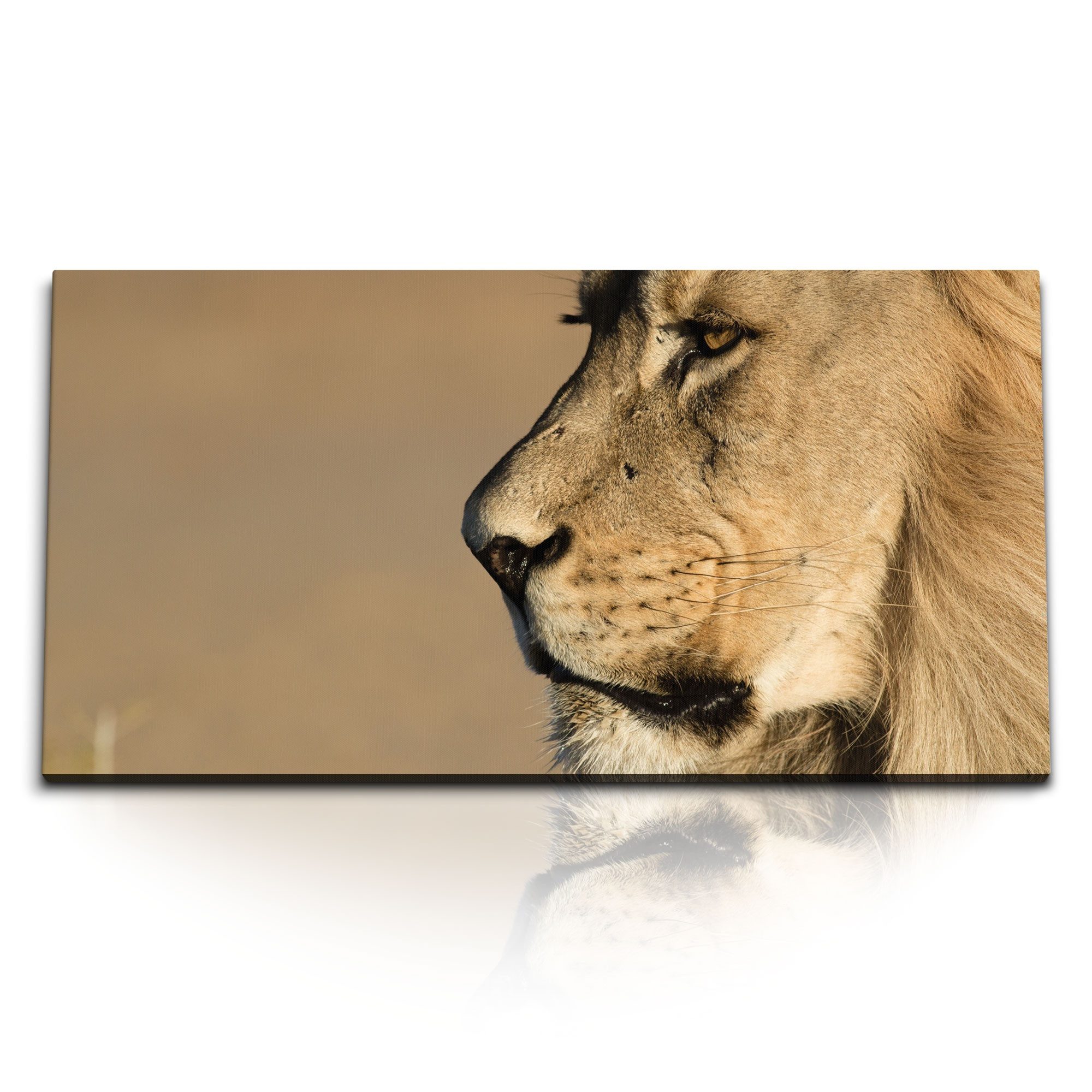 Leinwandbild Kunstdruck Bilder 120x60cm Löwen Porträt Löwe Raubkatze Tierfotografie