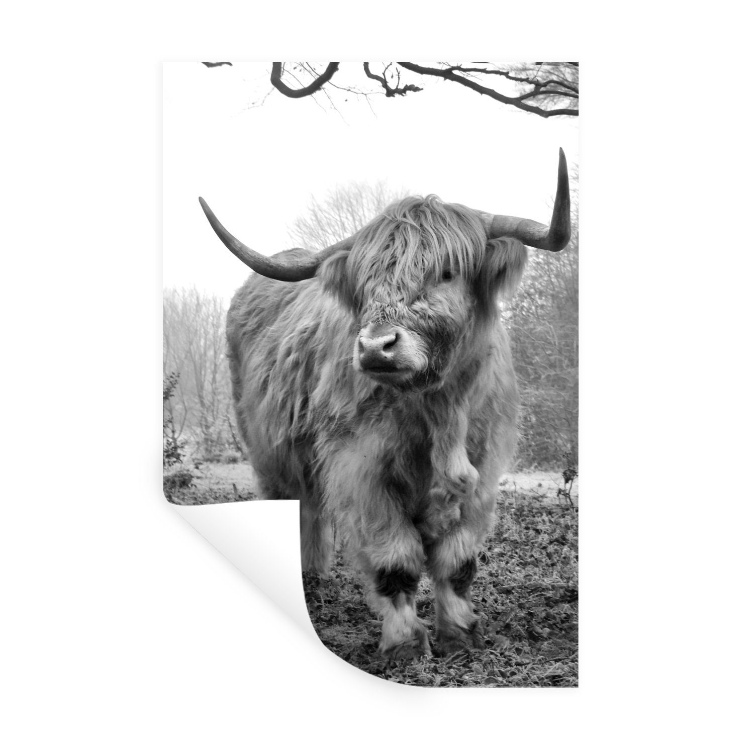 MuchoWow Wandsticker Schottischer Highlander - Wald - Nebel - Kuh - Tiere - Natur (1 St), Wandaufkleber, Wandtattoo, Selbstklebend, Wohnzimmer, Schlafzimmer