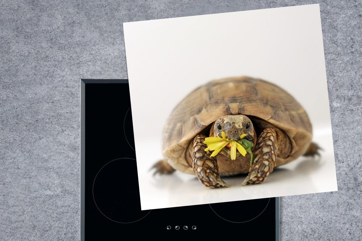 Schildkröte vor Herdblende-/Abdeckplatte einem Hintergrund, MuchoWow küche cm, weißen Vinyl, Blume Arbeitsplatte für tlg), isst Ceranfeldabdeckung, 78x78 (1 hellen