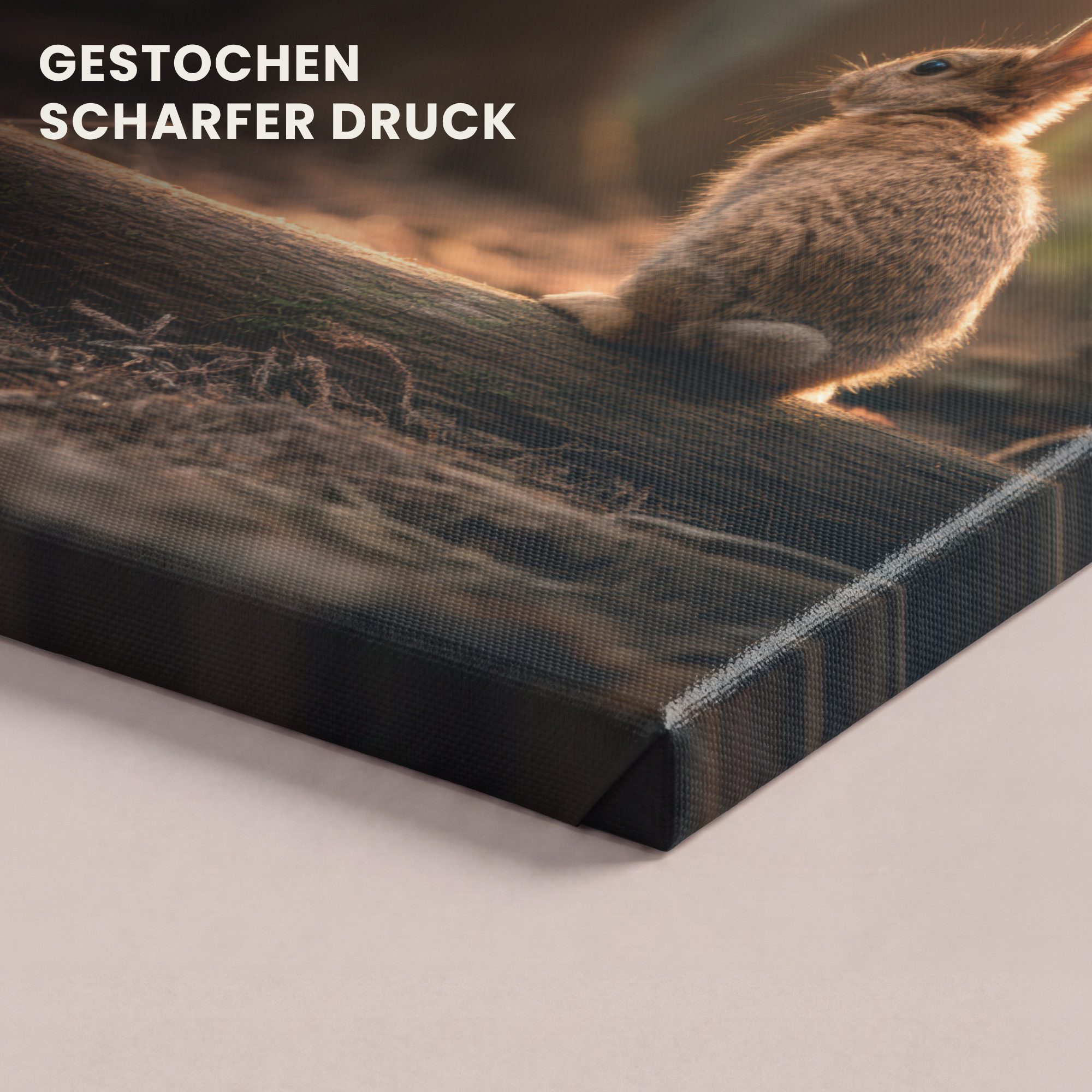 OneMillionCanvasses® Leinwandbild Kaninchen - Wald - Sonnenstrahlen, Fotodruck (1 St), Wandbild, Deko Schlafzimmer Wohnzimmer Flur 20x20 cm – Bild 3 von 5