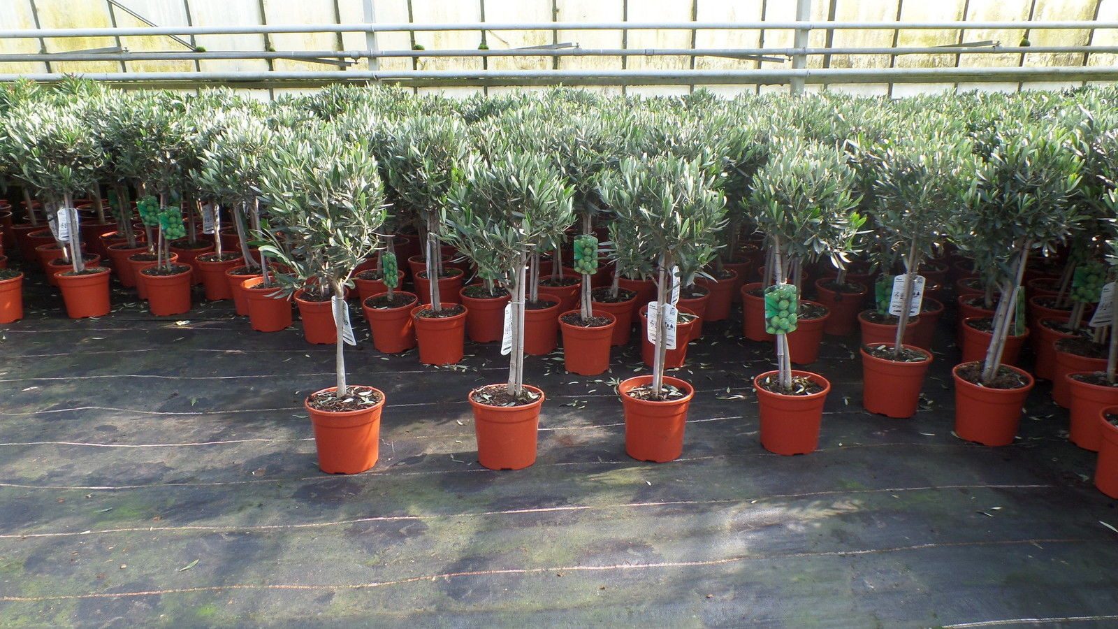gruenwaren jakubik Olivenbaum Olivenbaum Stamm Olive 80 - 100 cm hoch, beste Qualität, Olea Europaea
