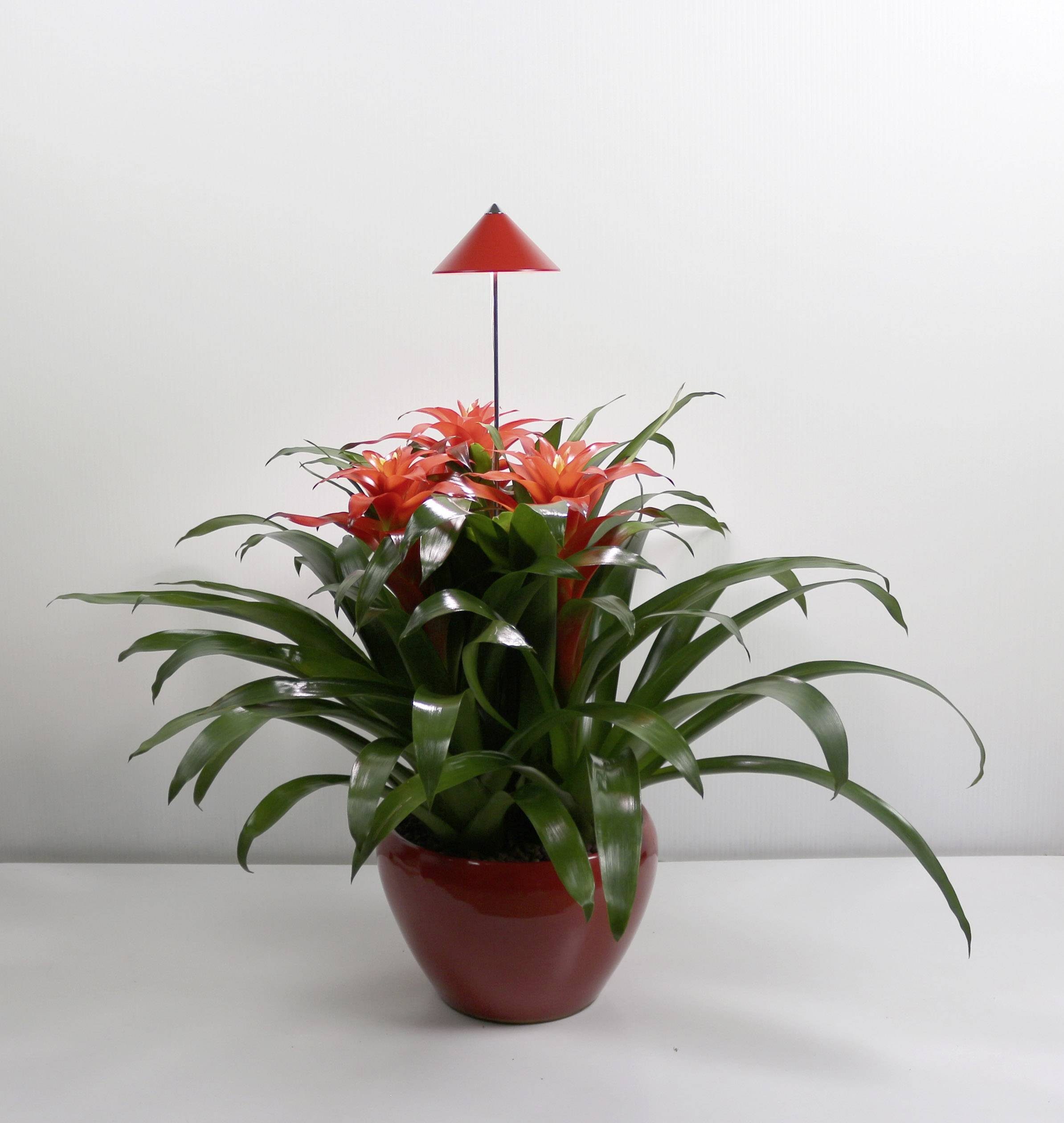 voelkner selection Pflanzenlampe »Venso LED-Pflanzenlampe SUNLiTE 24 V LED  fest eingebaut 7 W Neutralweiß 1 St.« online kaufen | OTTO