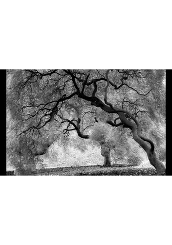 Papermoon Fototapetas »Mystic Trees Black & Whit...