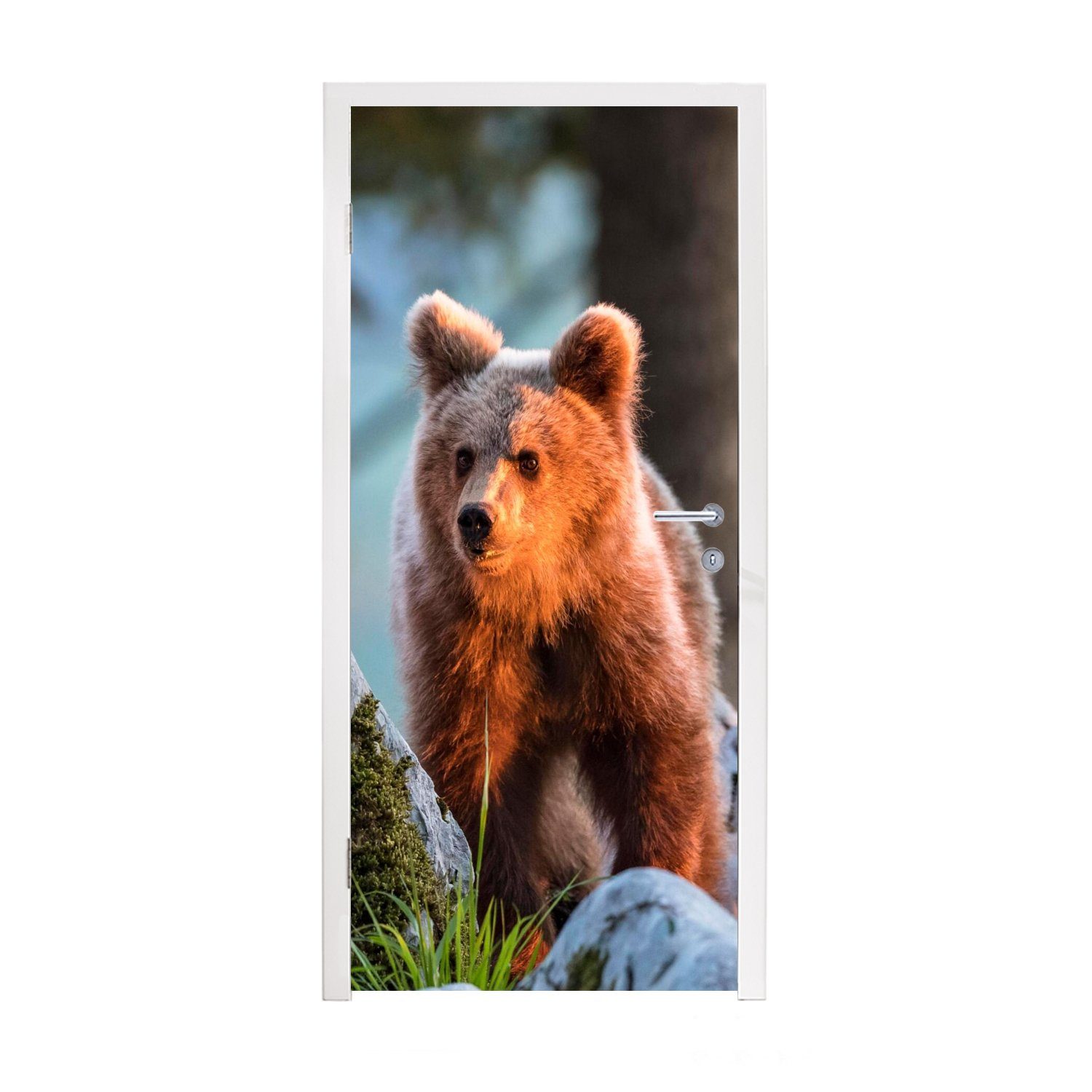 MuchoWow Türtapete Bär - Braun - Tier, Matt, bedruckt, (1 St), Fototapete für Tür, Türaufkleber, 75x205 cm