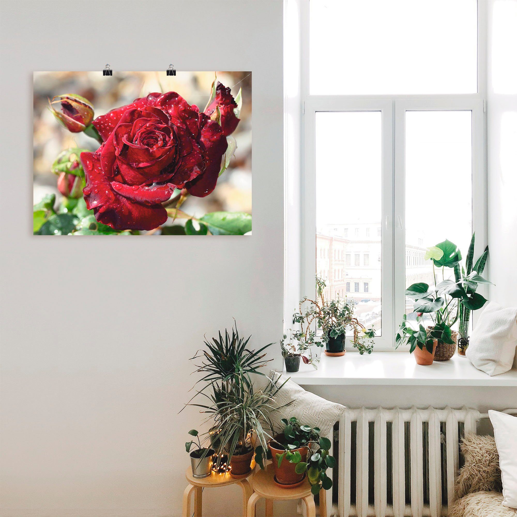 Artland Wandbild Tröpfchenrose, Blumen (1 St), als Leinwandbild, Poster in verschied. Größen