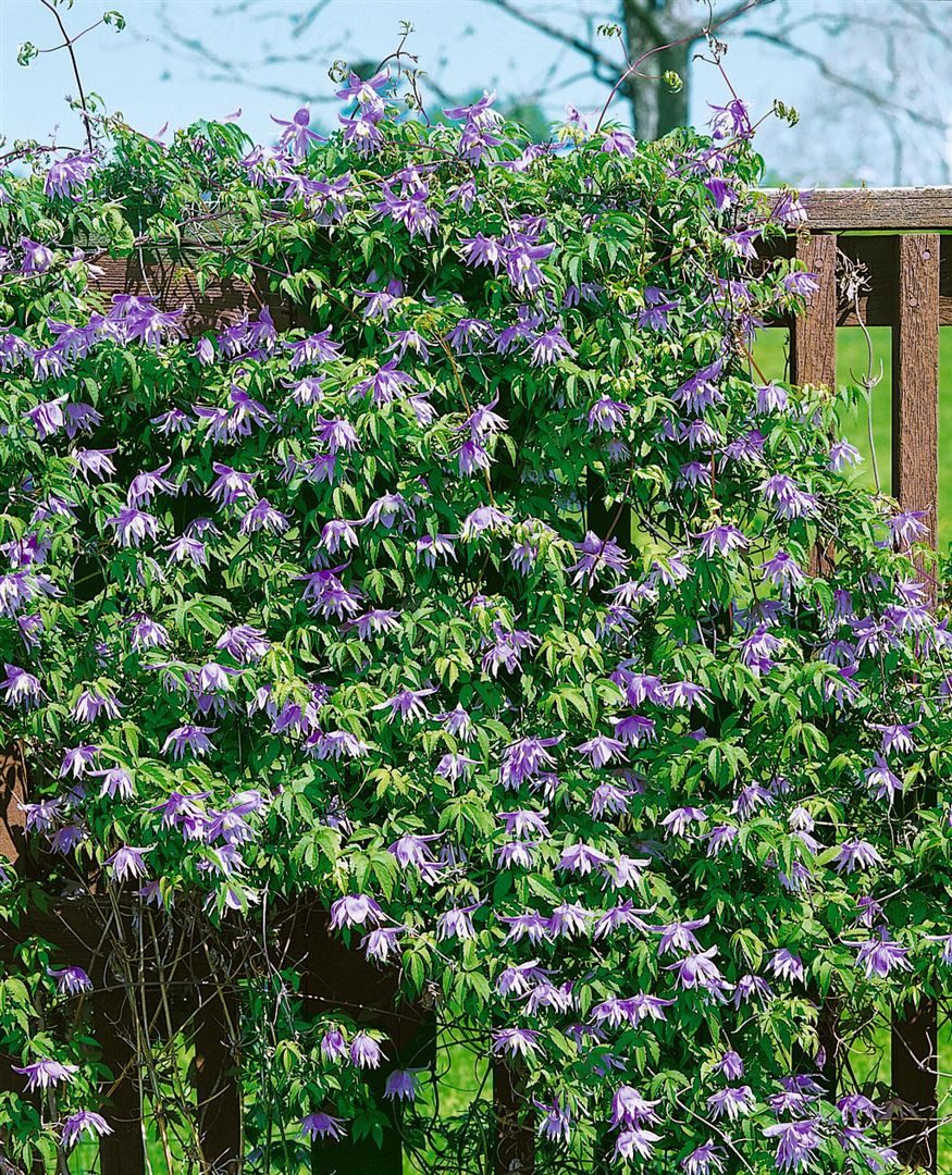 Pflanzen für Dich Kletterpflanze Clematis macropetala, 1 St., Alpenwaldrebe, Großblütige Waldrebe, blaue Blüten, frühblühend