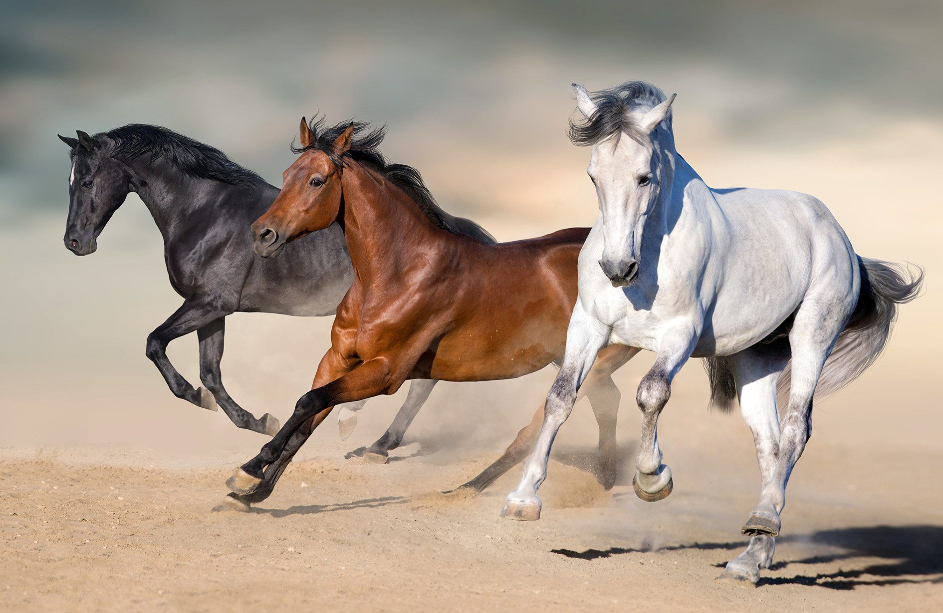 Papermoon Fototapete VLIES-Tapete Premium "Pferde", Kleister KOSTENLOS, reduziert, 3D-Effekt, restlos trocken abziehbar, (5747), Wandtapete Bild Dekoration Wand-Dekor Motiv Tapete Poster