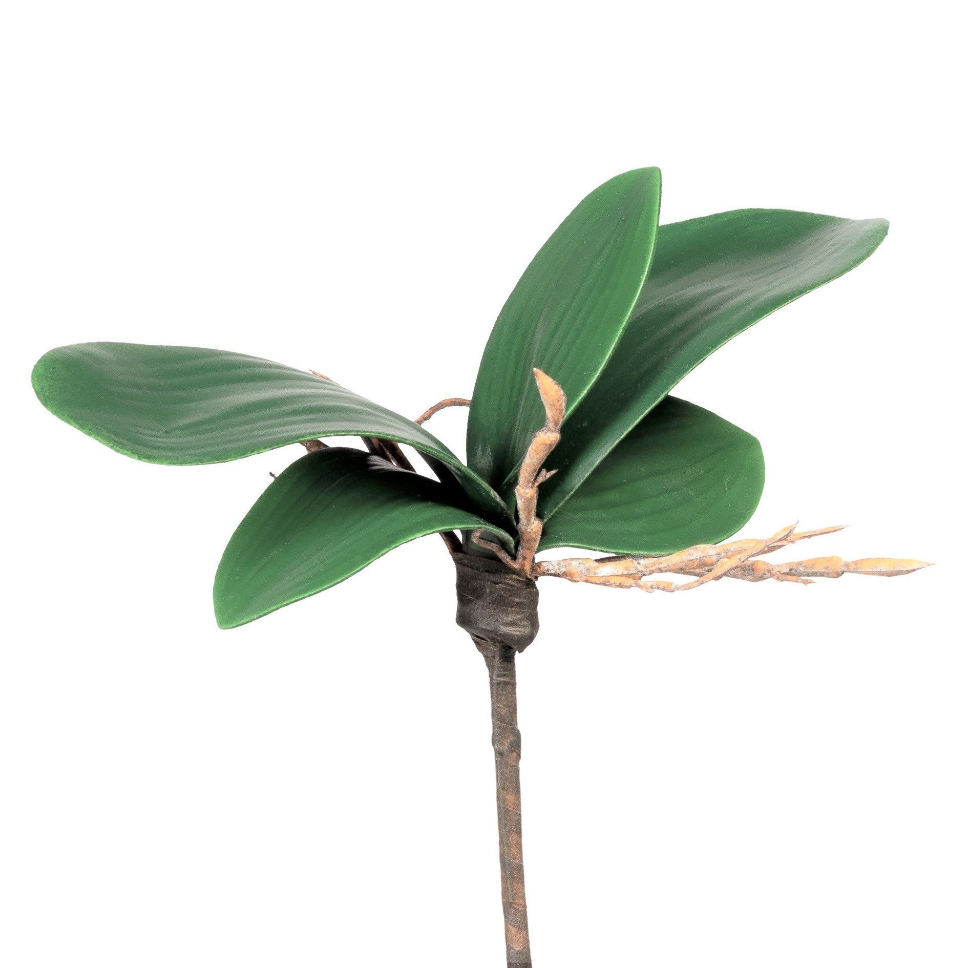 Kunstorchidee Künstliches Orchideenlaub. 15-18cm, 5 Orchideenblätter mit Luftwurzeln, Gasper, Höhe 18.00 cm
