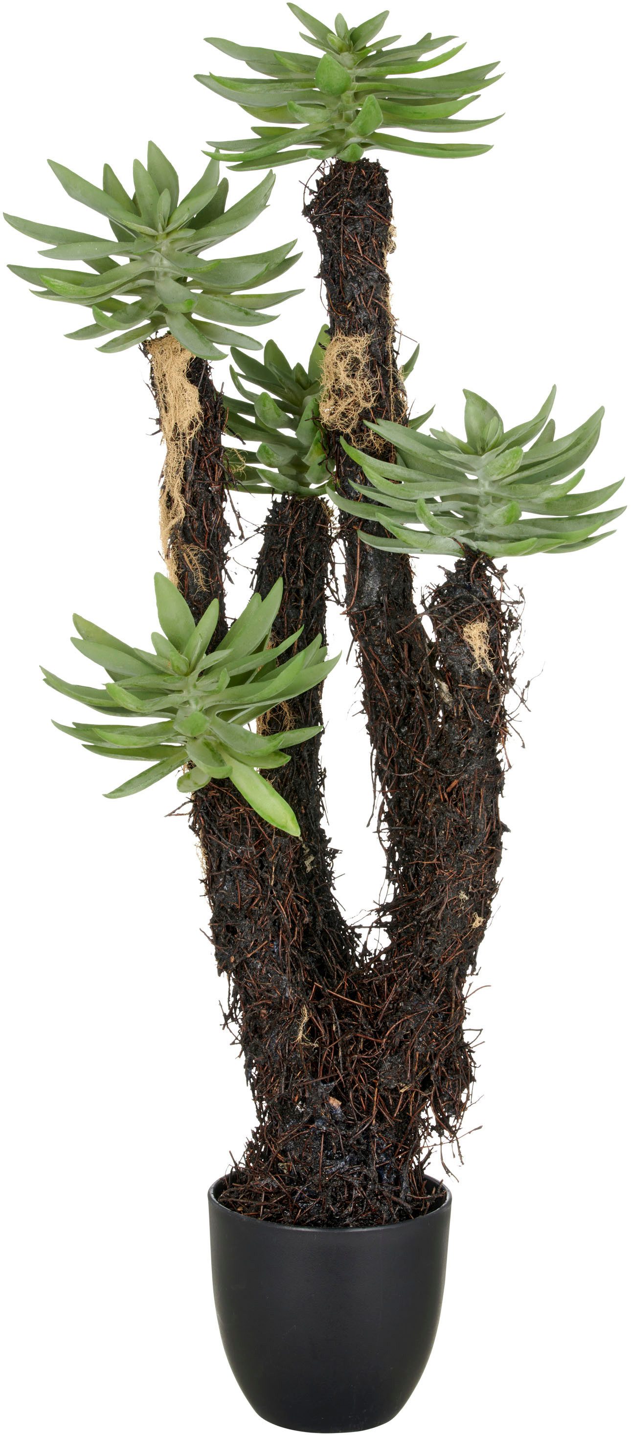 Kunstpflanze Dudleya, Creativ green, Höhe 80 cm, mit naturgetreuer Gestaltung