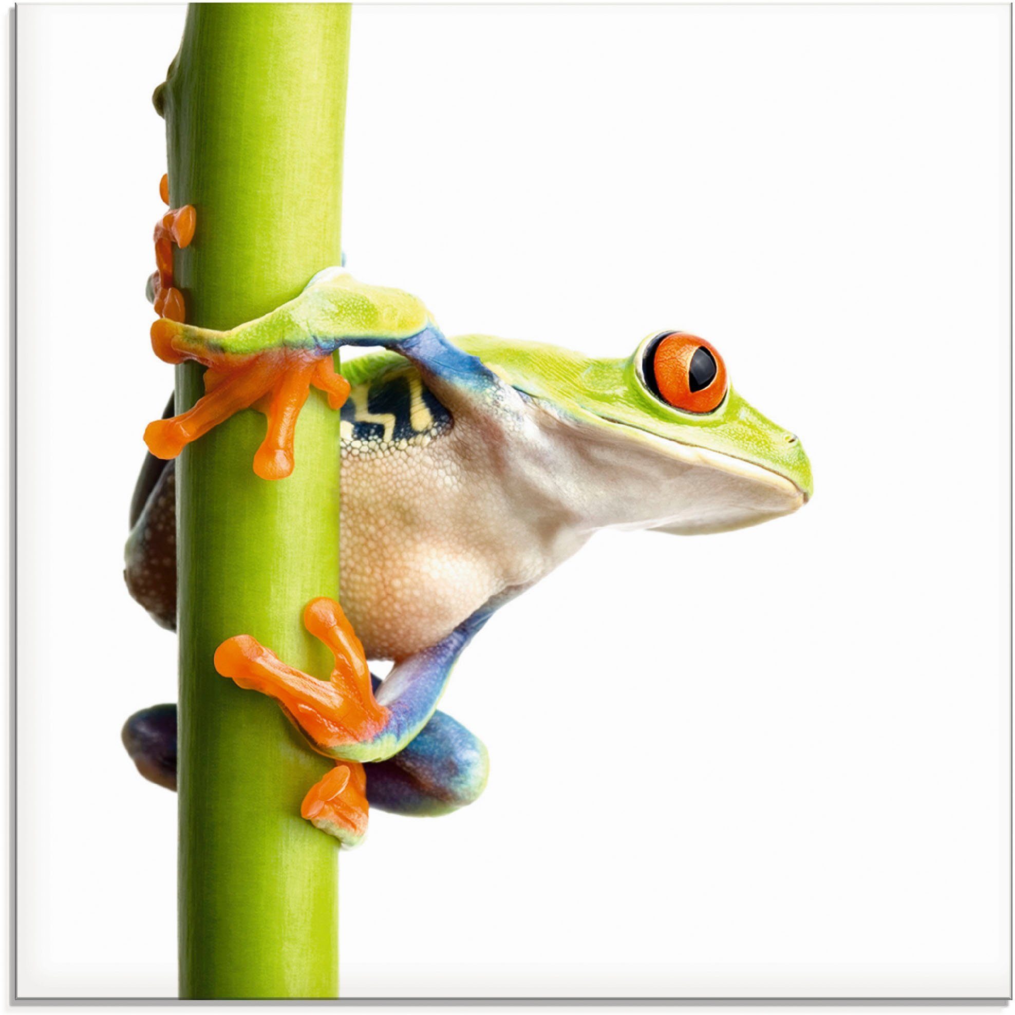 Artland Glasbild Frosch umfasst einen Pflanzenstengel, Wassertiere (1 St), in verschiedenen Größen