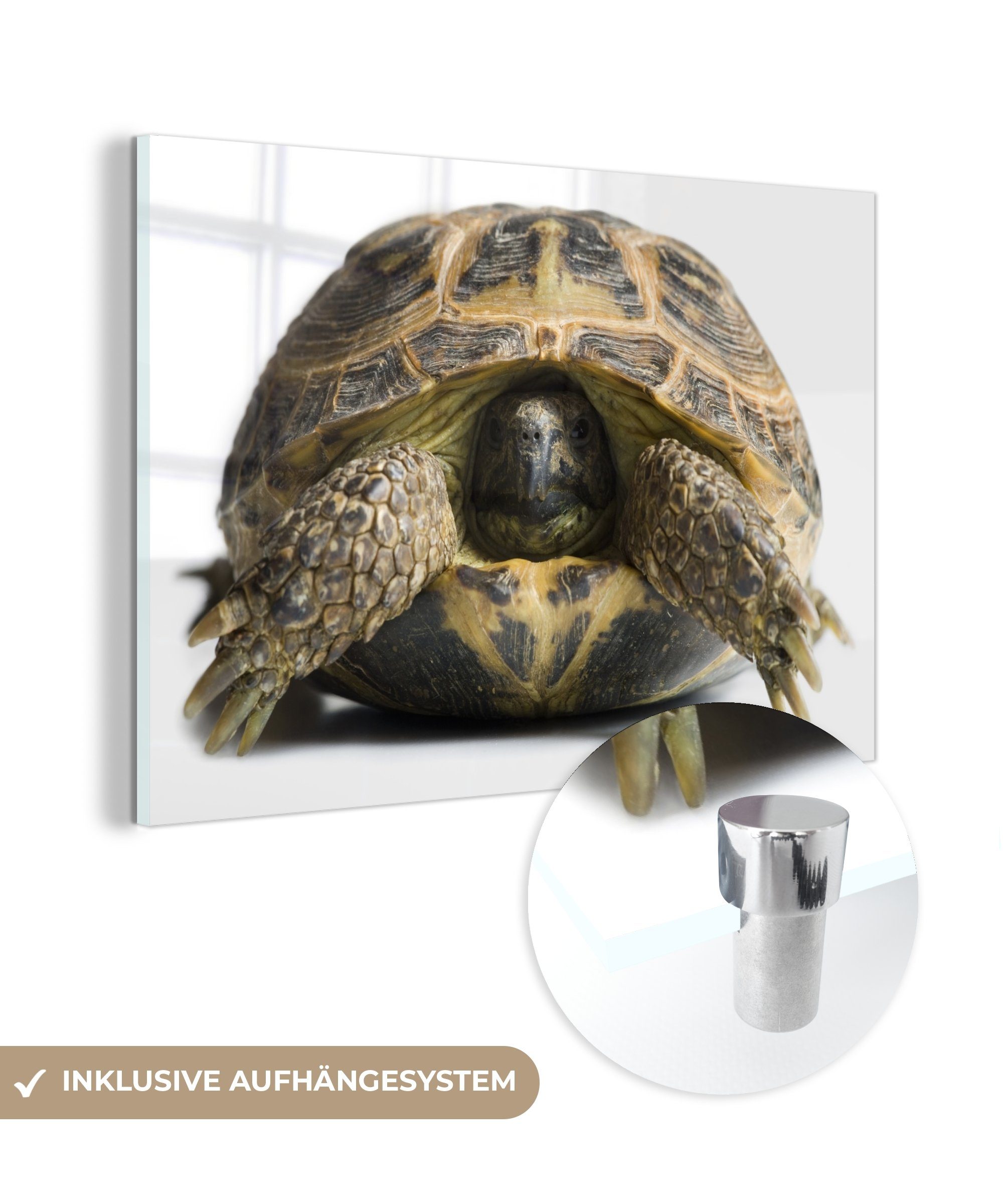 MuchoWow Acrylglasbild Schildkröte mit Kopf im Panzer vor einem weißen Hintergrund, (1 St), Acrylglasbilder Wohnzimmer & Schlafzimmer