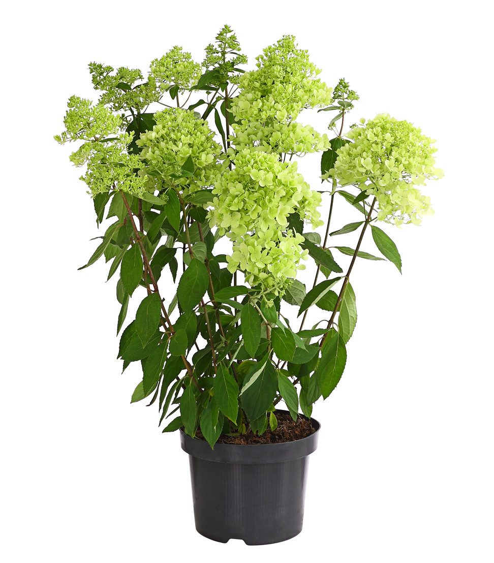 Dehner Zierstrauch Rispen-Hortensie Magical Summer, Hydrangea paniculata, ca. 40-60 cm, Zierstrauch mit grünlich-weißen Blütenrispen