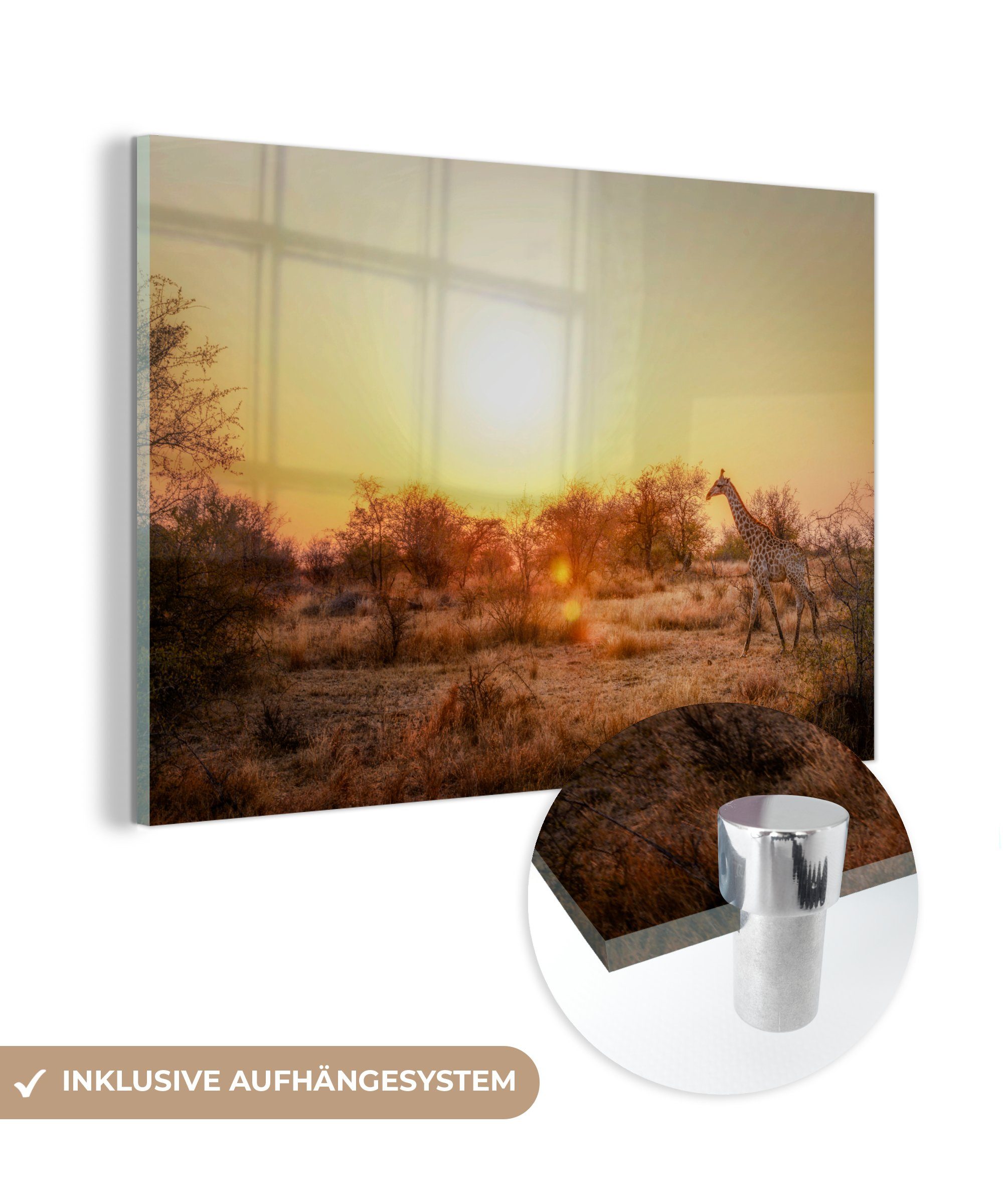 MuchoWow Acrylglasbild Tiere in der Savanne im südafrikanischen Kruger Park, (1 St), Acrylglasbilder Wohnzimmer & Schlafzimmer | Bilder