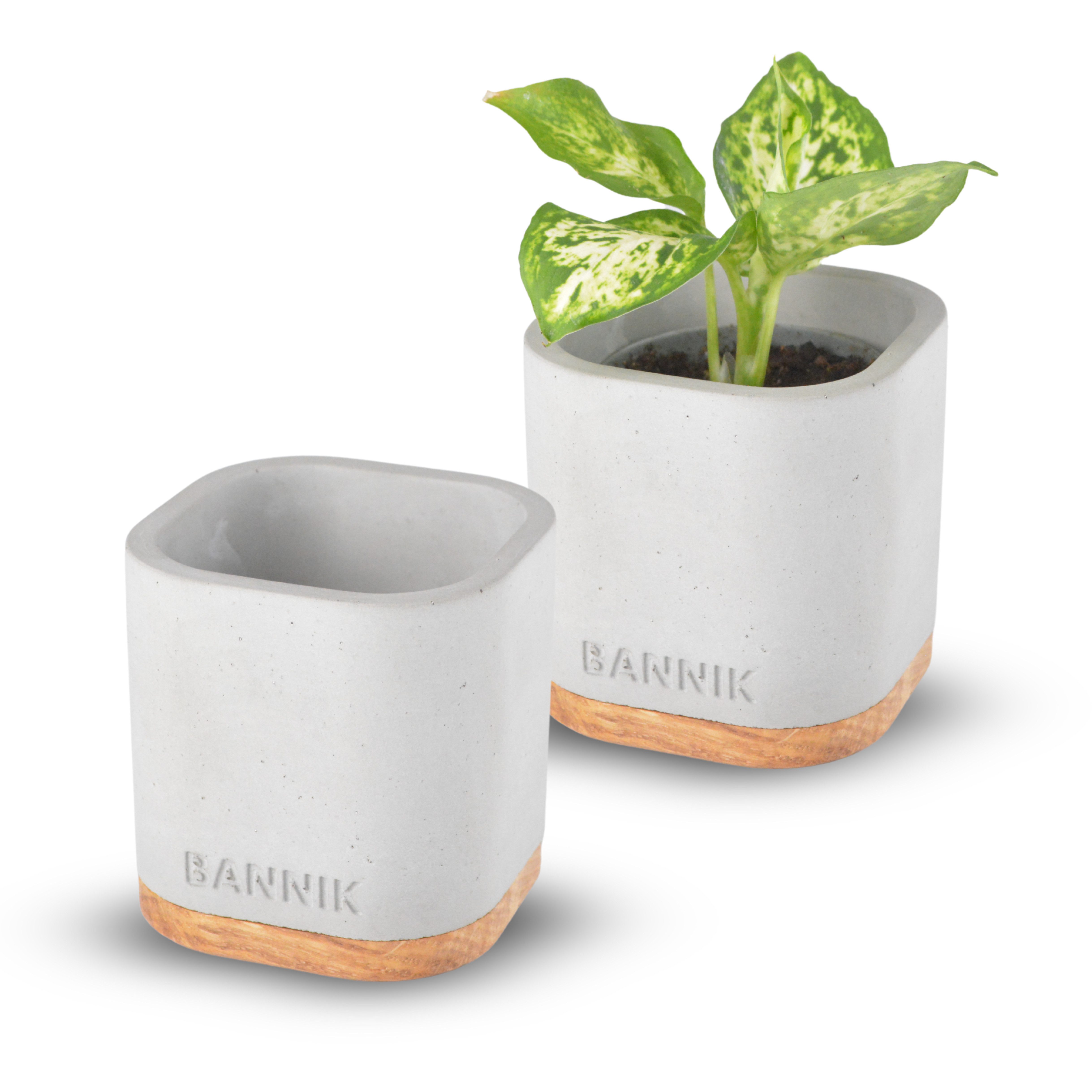 Bannik Blumentopf aus Beton und Holz - Moderner Pflanzkübel - Handgefertigter Pflanztopf (1 St., 7,5x7,5x8cm), runde, glatte, hochwertige Haptik
