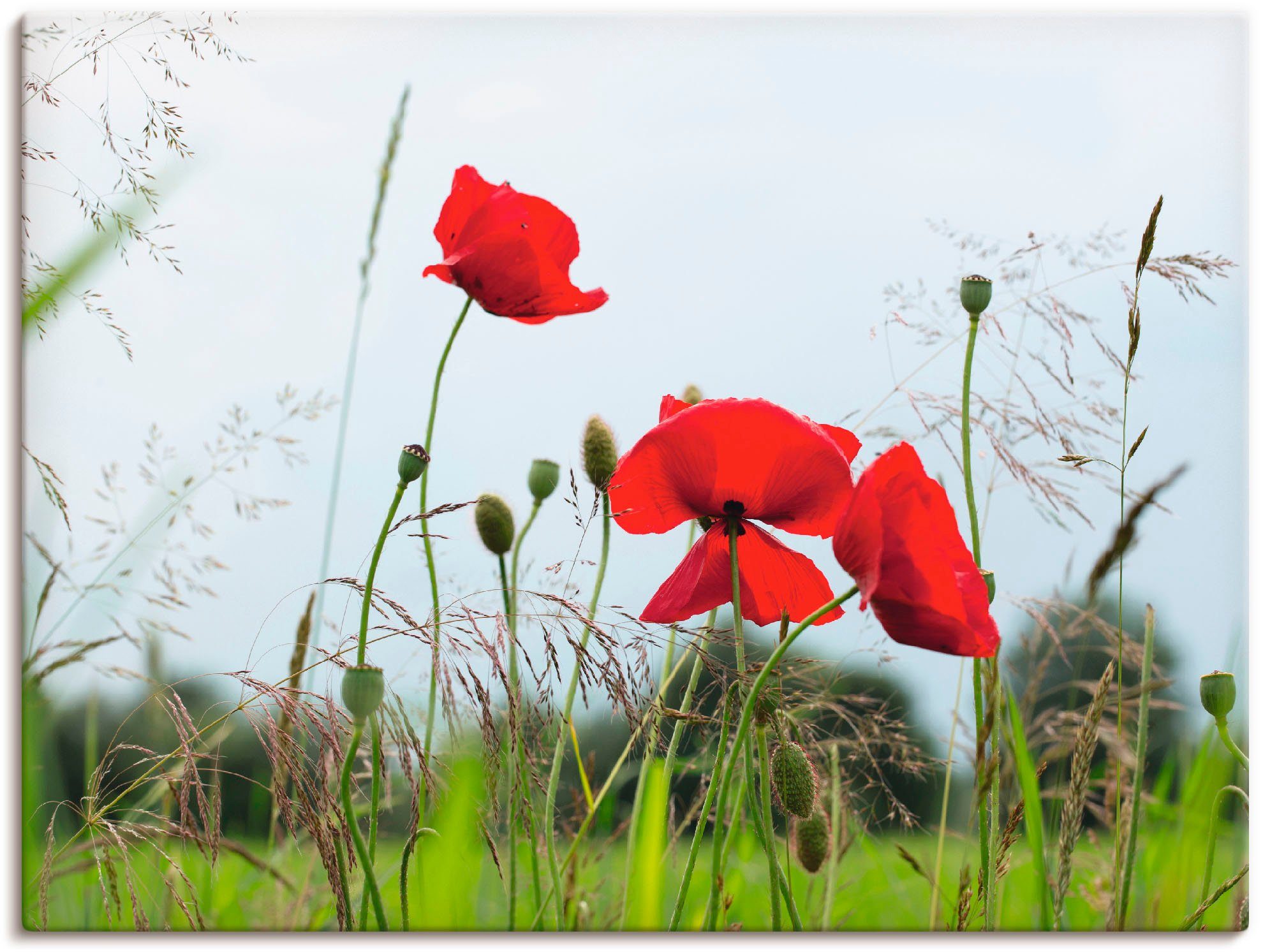 Artland Wandbild (1 versch. St), Größen Mohnblumen, oder Blumen als Poster Wandaufkleber in Leinwandbild