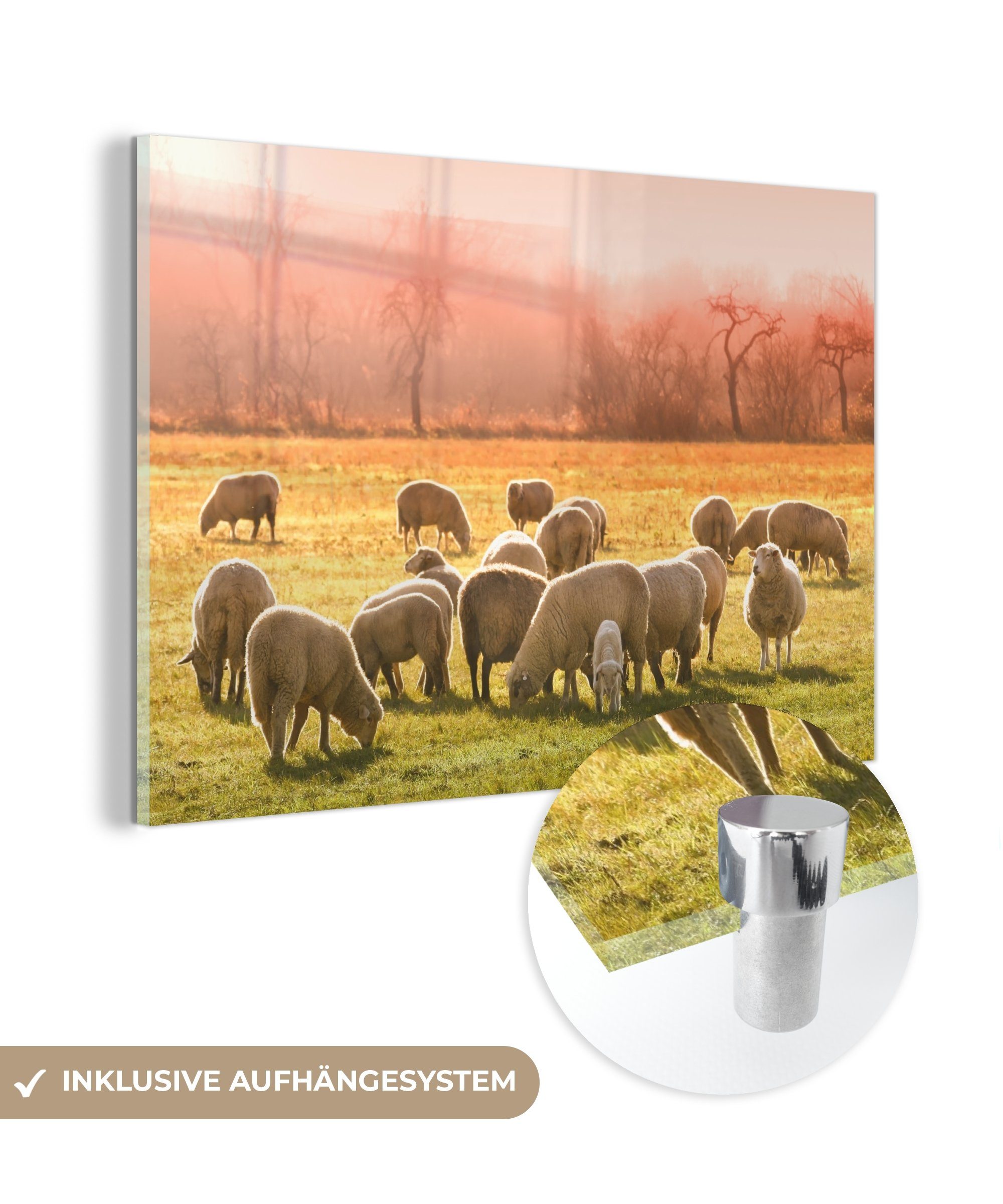 MuchoWow Acrylglasbild Tiere - Schafe - Gras, (1 St), Acrylglasbilder Wohnzimmer & Schlafzimmer