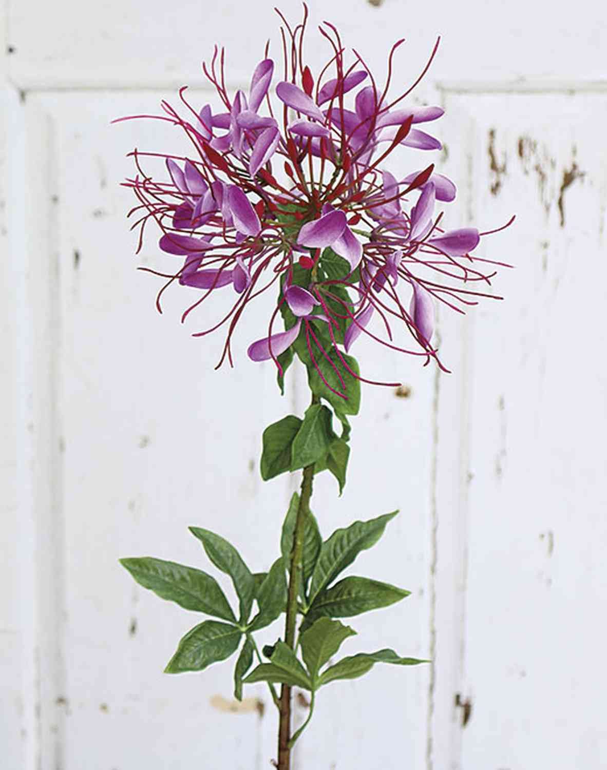 Kunstblume Kunst Spinnenblume Hildegard, violett, 85cm, Ø20cm Spinnenblume, artplants, Höhe 85.0 cm