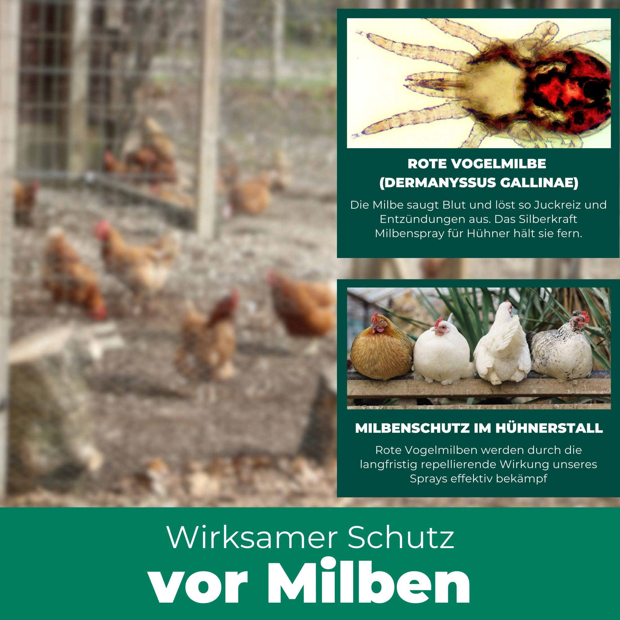 Silberkraft Insektenspray Silberkraft Milbenspray Hühner, Effektiver Schutz vor Milbenbefall, 500 ml, Anti Milben Spray, wirkt auch gegen die rote Vogelmilbe, 1 – Bild 5 von 5
