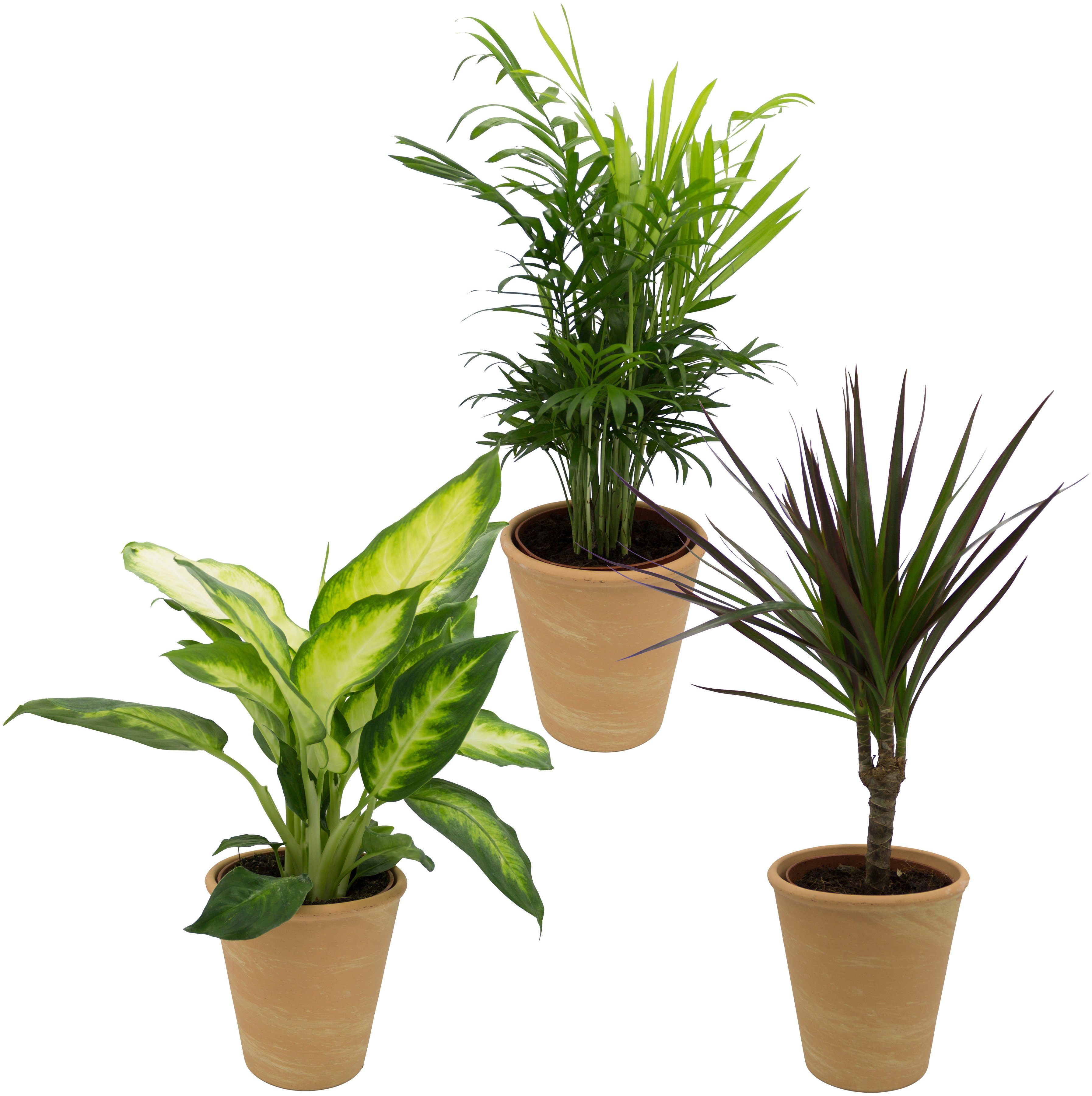 Dominik Zimmerpflanze »Grünpflanzen-Set«, Höhe: 30 cm, 3 Pflanzen in Dekotöpfen-Otto