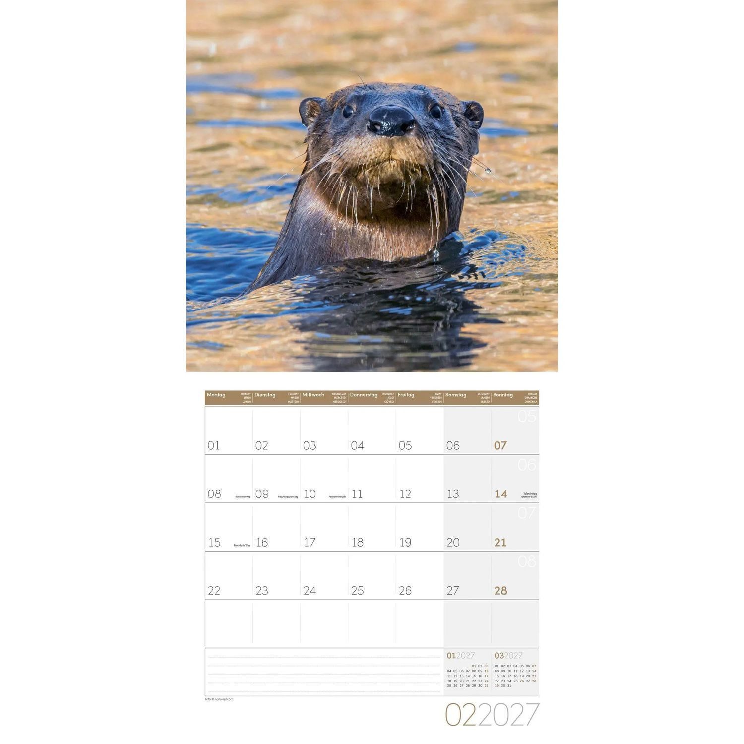 Ackermann Wandkalender Otter Kalender 2027 - 30x30 - Art12 – Bild 3 von 5