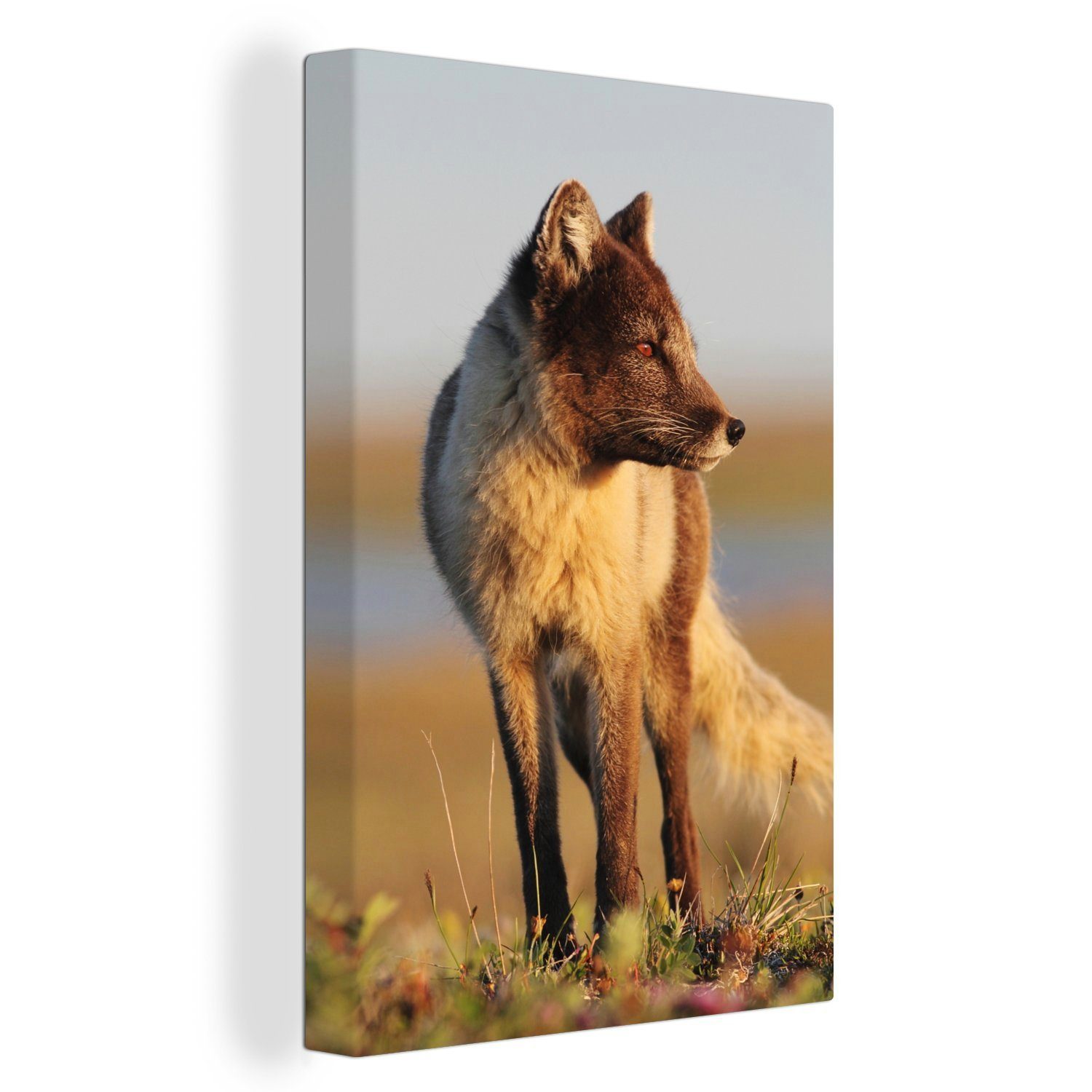 OneMillionCanvasses® Leinwandbild Fuchs - Alaska - Braun, (1 St), Leinwandbild fertig bespannt inkl. Zackenaufhänger, Gemälde, 20x30 cm